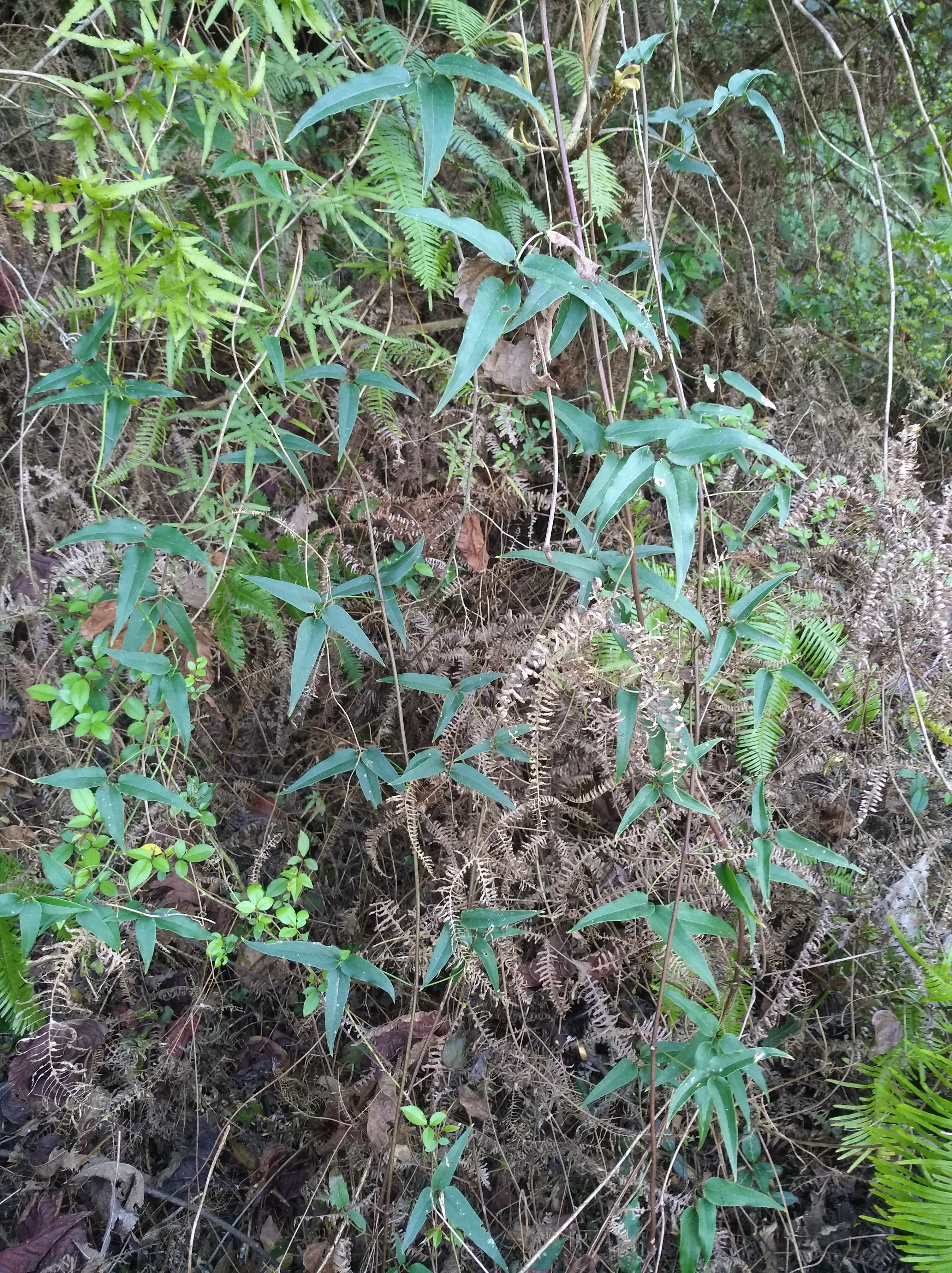 野生的威灵仙,可观赏或入药均可,你家乡有生长吗?