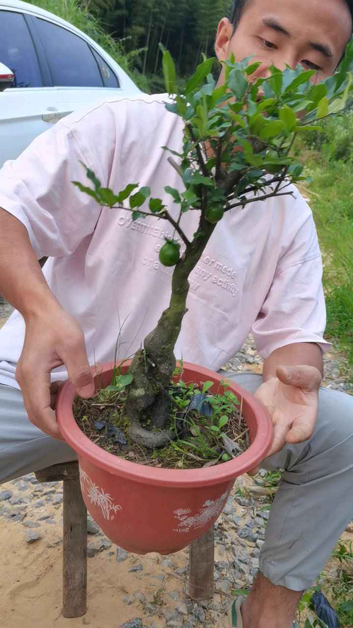 金弹子大灯泡果