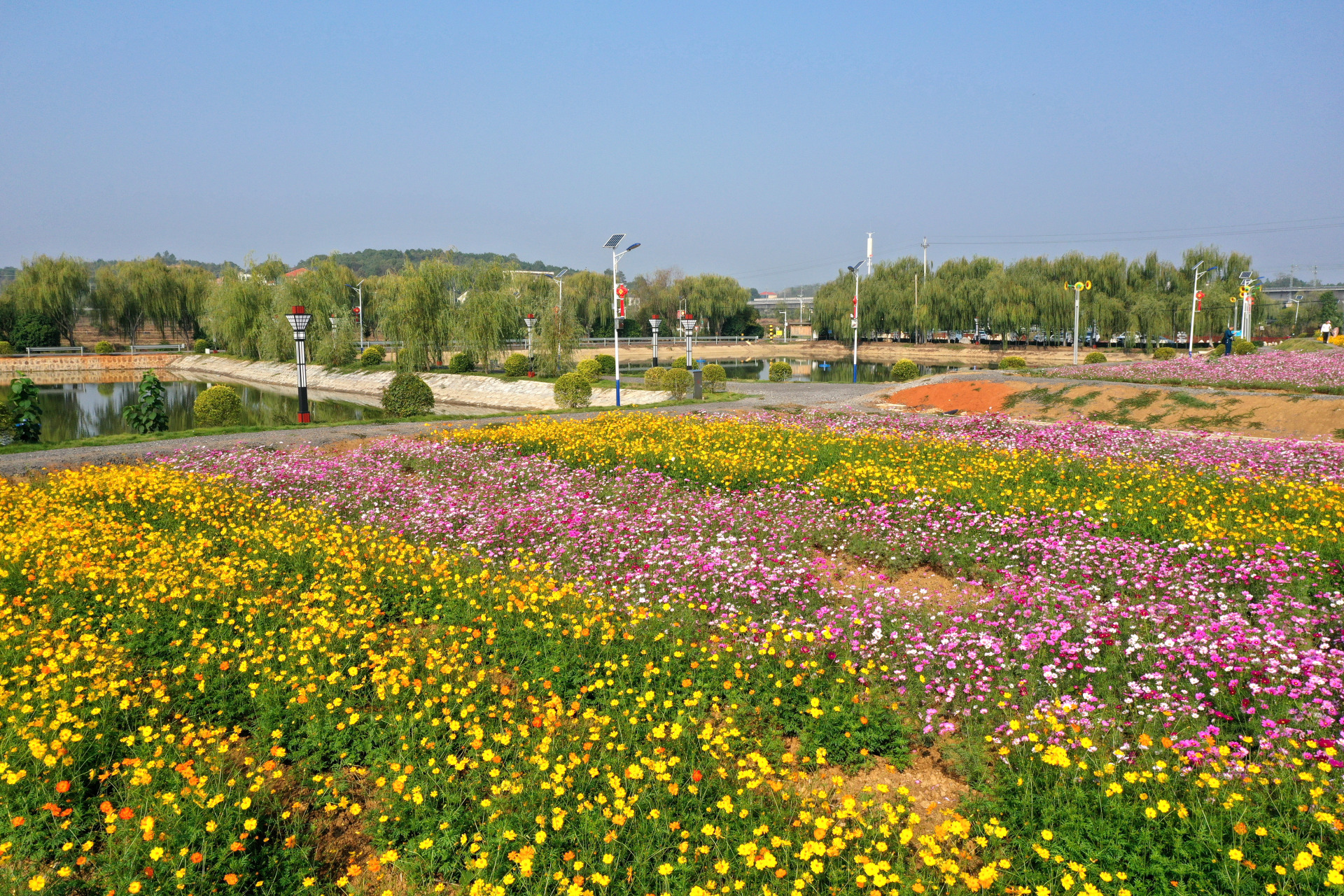 衡阳茶山坳花海图片