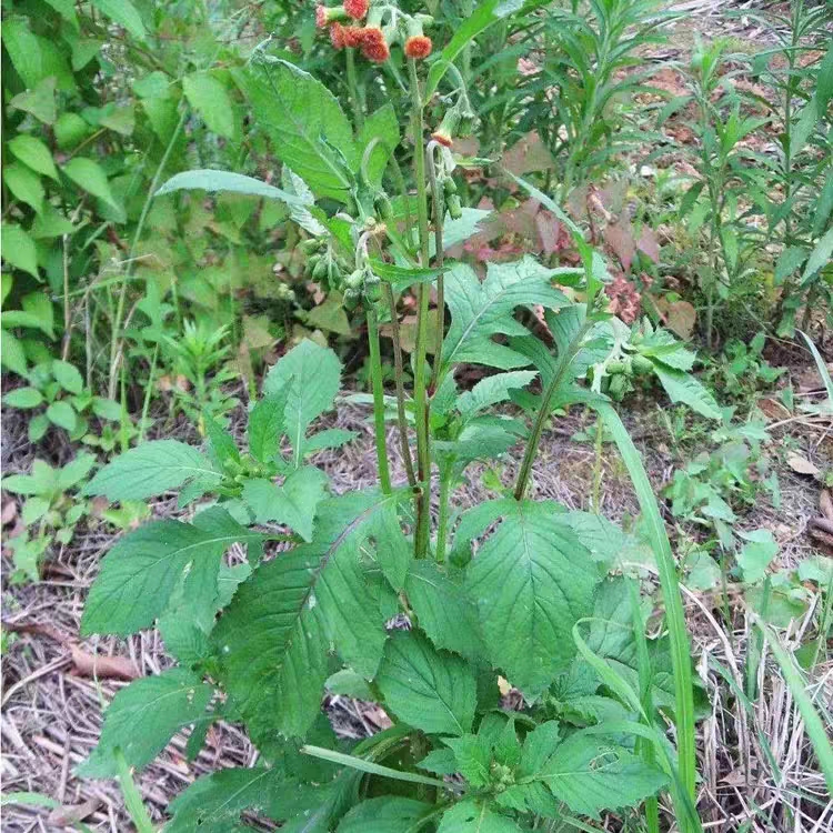 野茼蒿,说是可以吃的