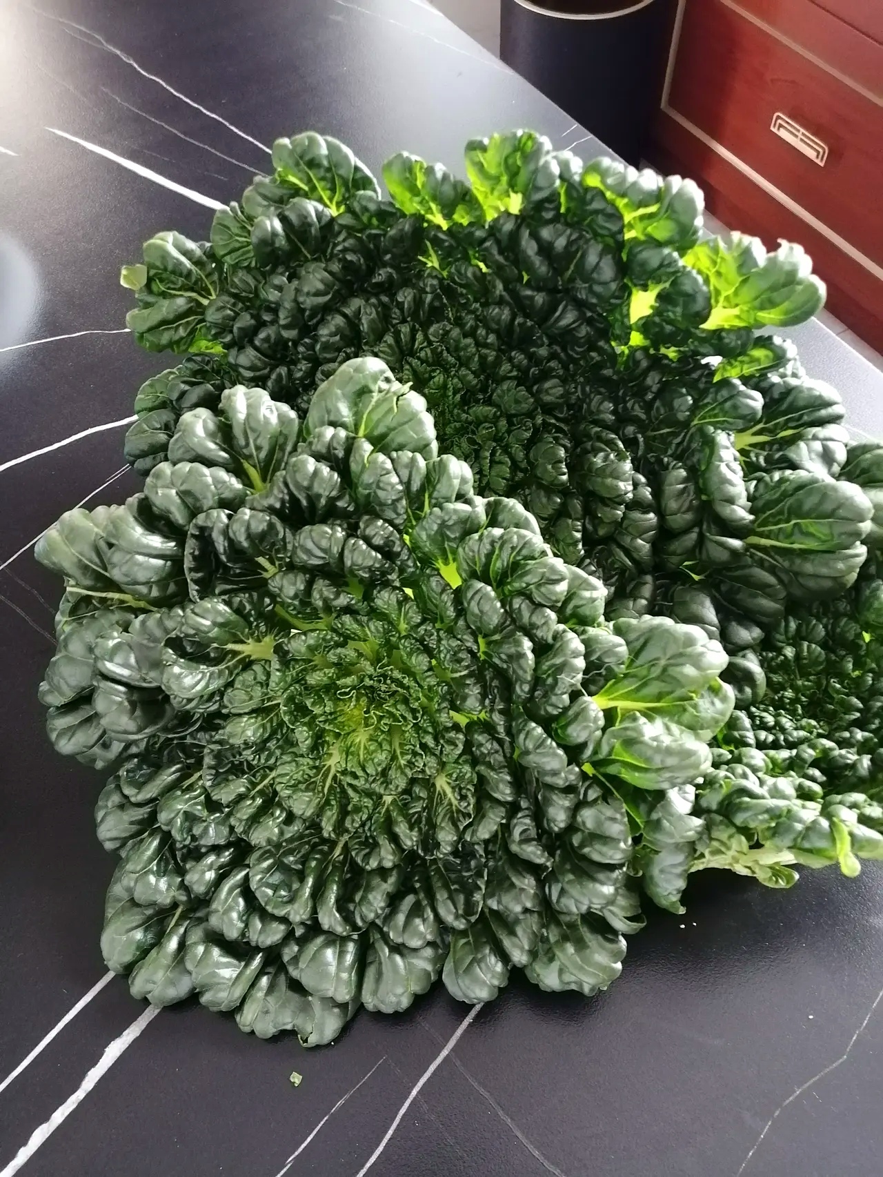 从来没见过,估计都没几个人认识的,形状象菊花似的,别说还很美