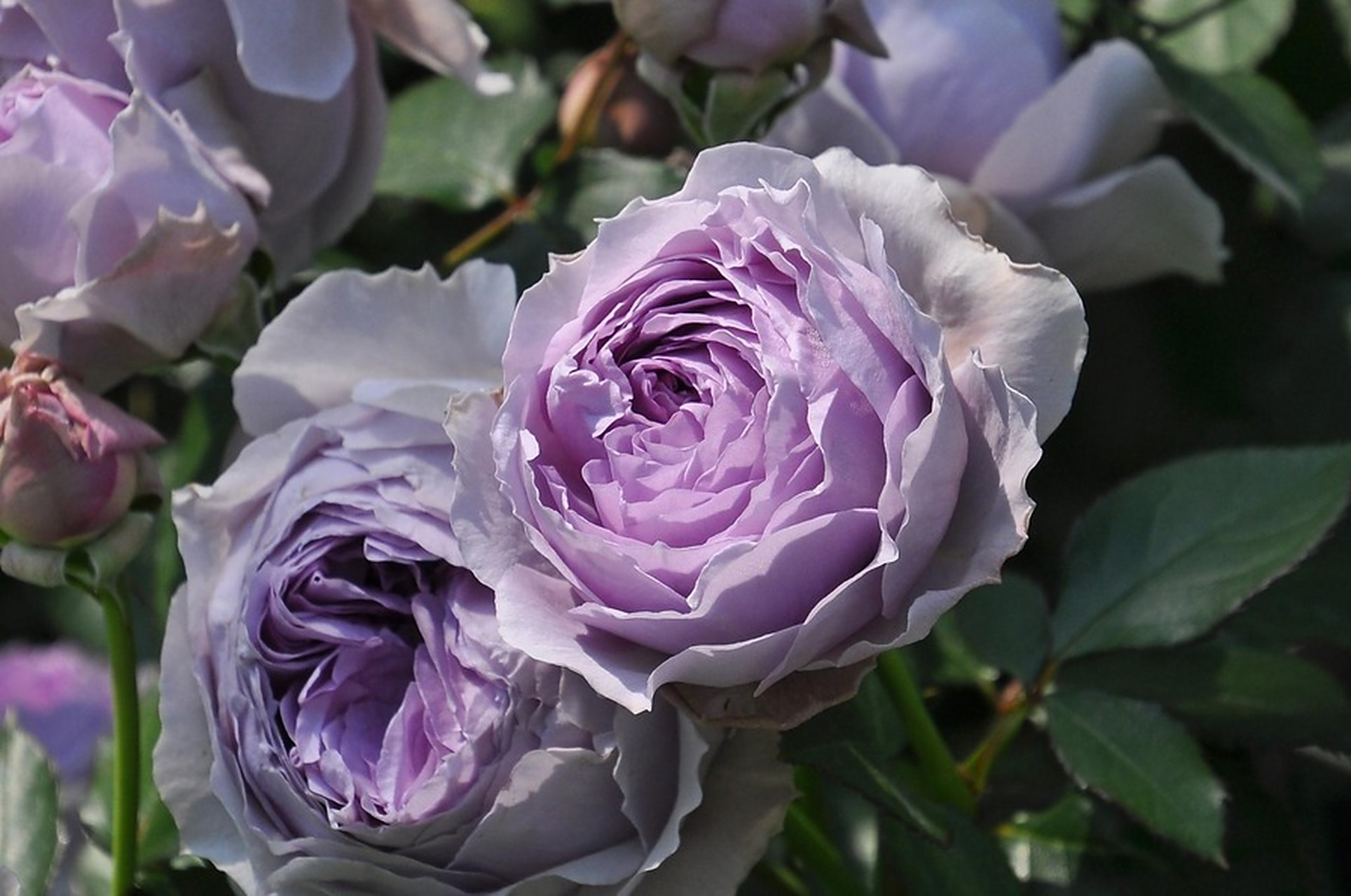 【木村月季 丽拉】适合新手种植的蓝紫色月季[鲜花] ①花色漂亮:自带