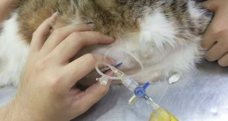 猫传腹和猫腹水的区别