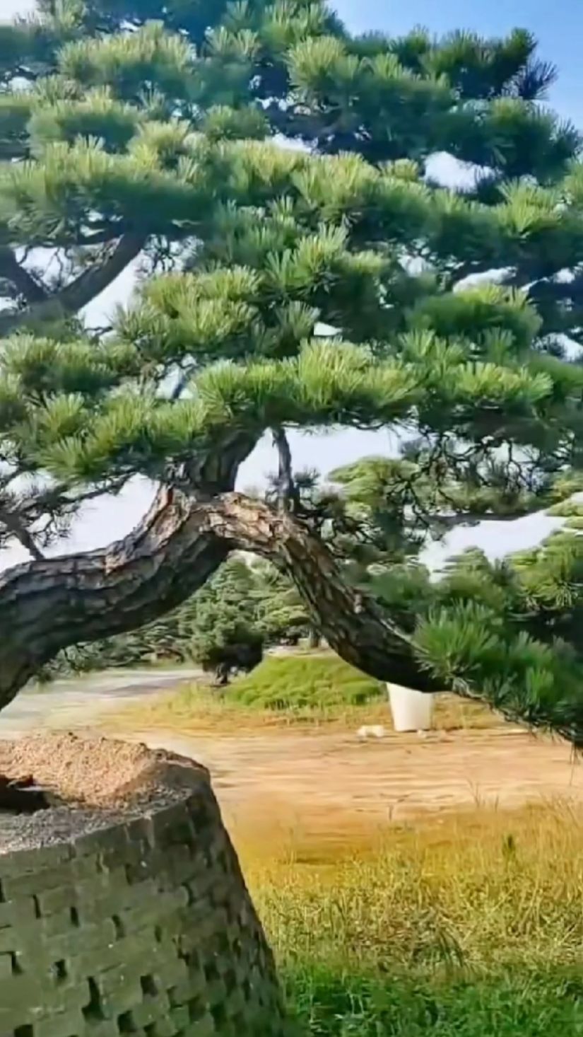 庭院地栽大型黑松,尽显古朴-度小视