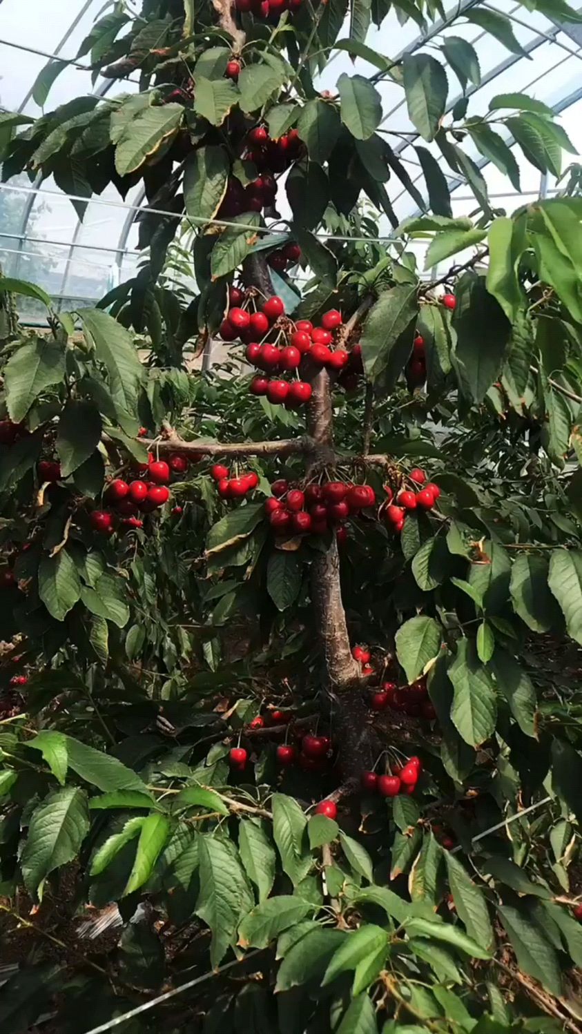 塔玛拉大樱桃晚熟品种,先锋与早大果杂交,异花授粉,丰产不裂果