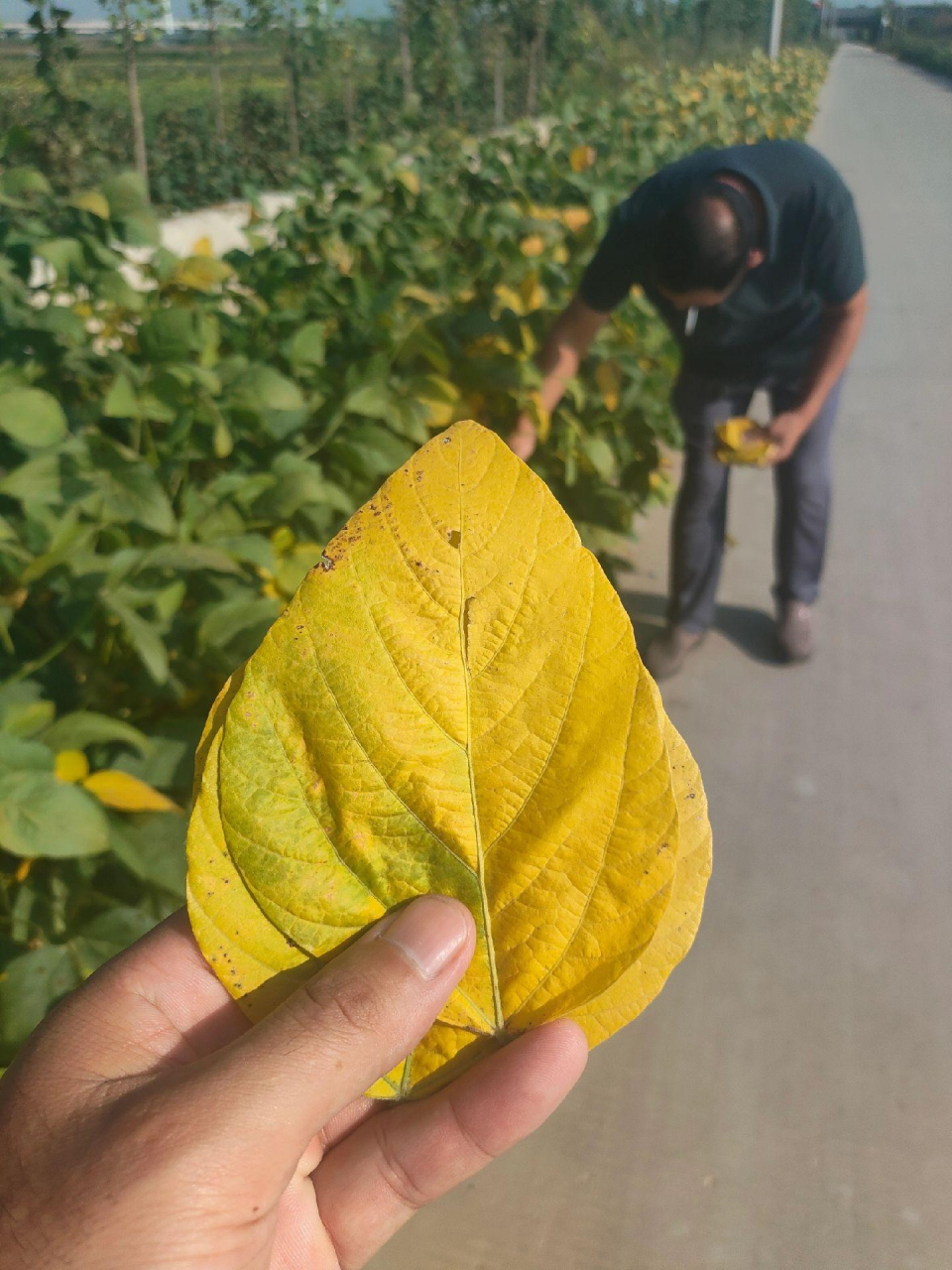 我问人家采这黄豆叶干什么?