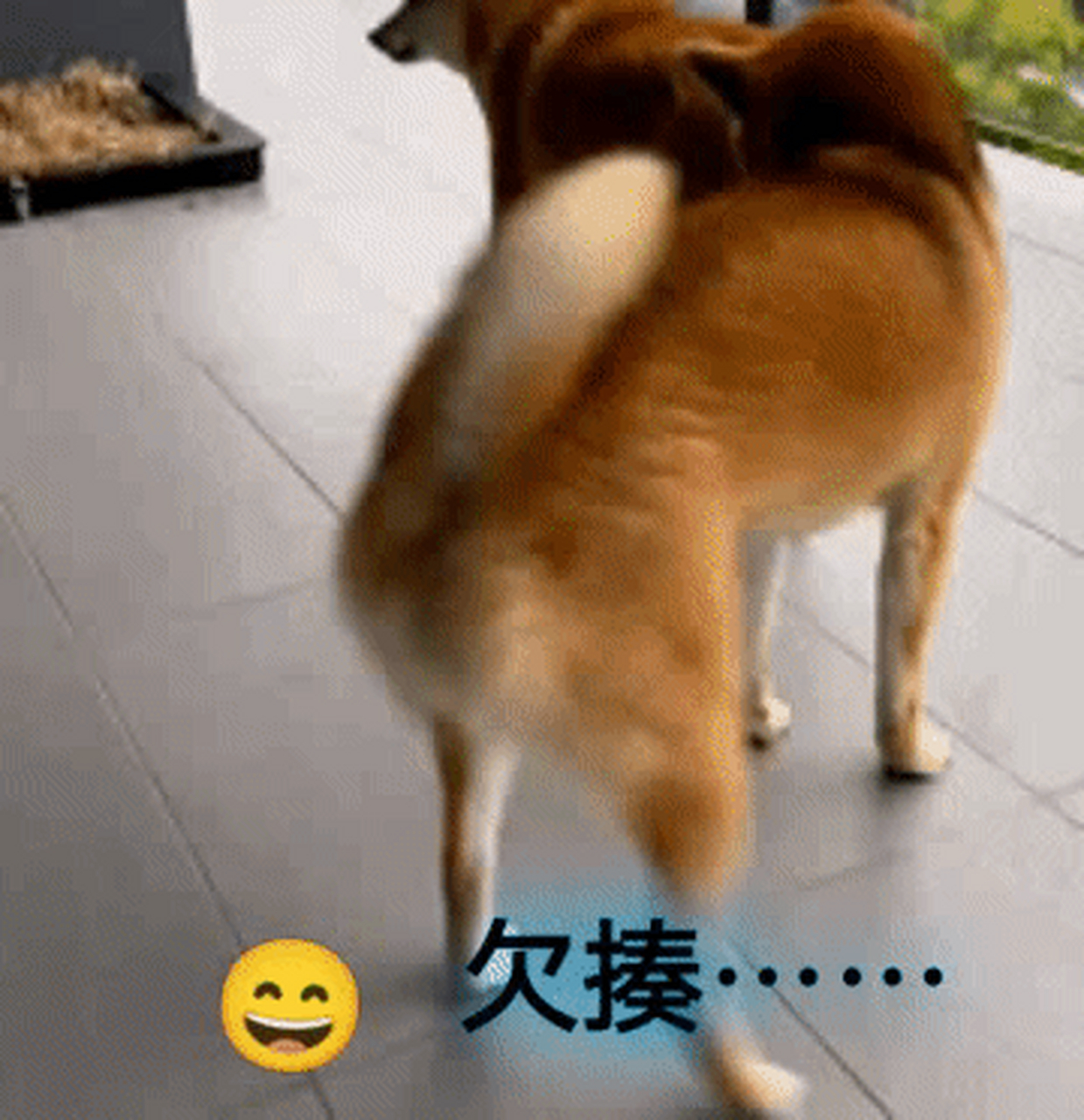 一看就是欠揍的狗!#搞笑动图# #动态创作月