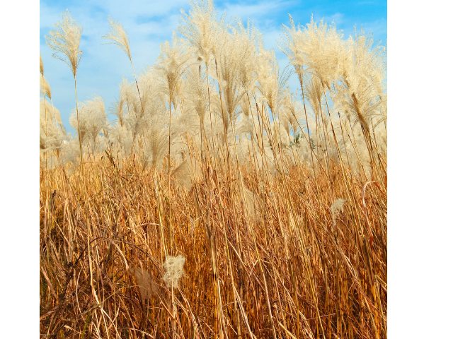 芦苇的寓意是什么