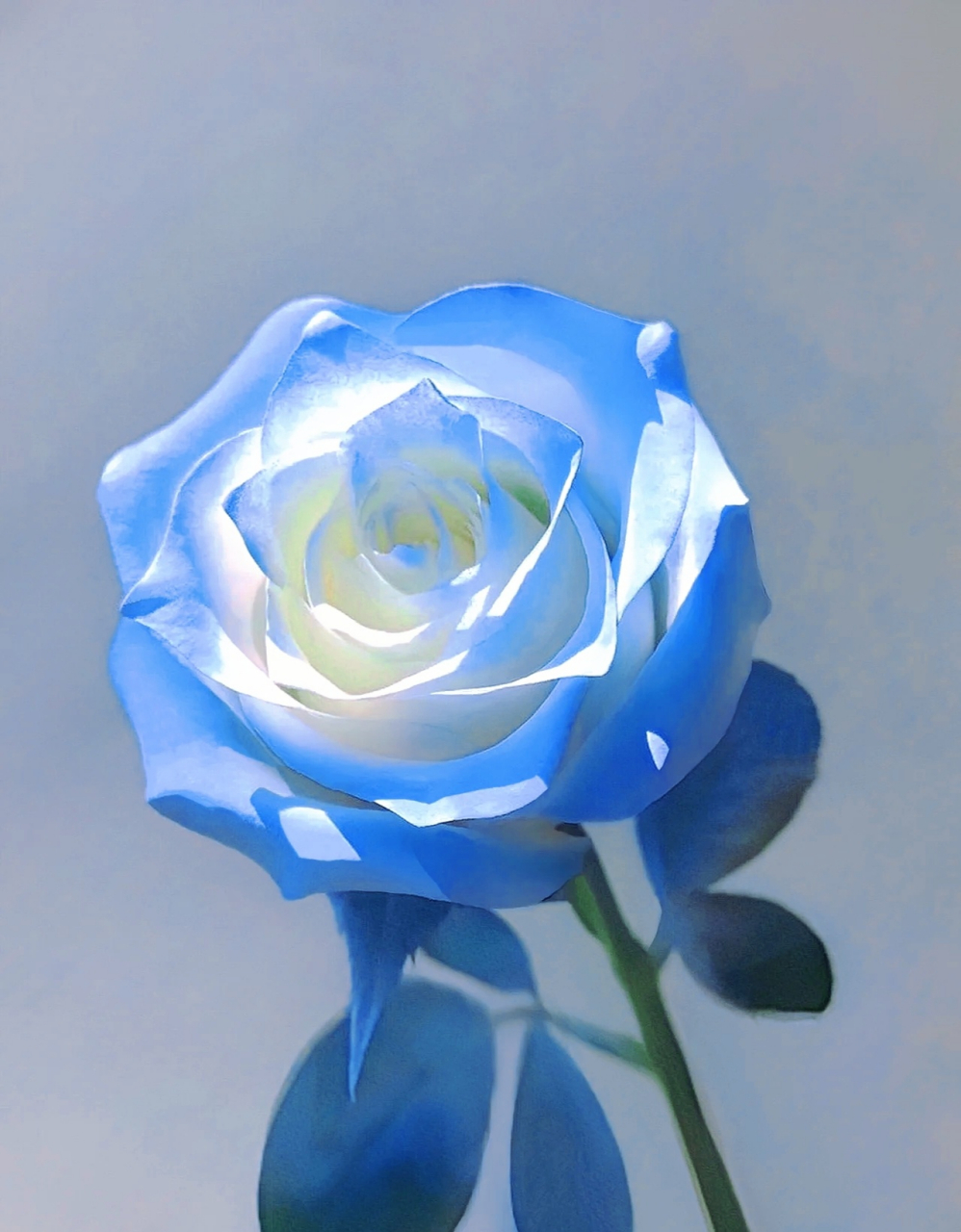 蓝色星辰花的花语图片