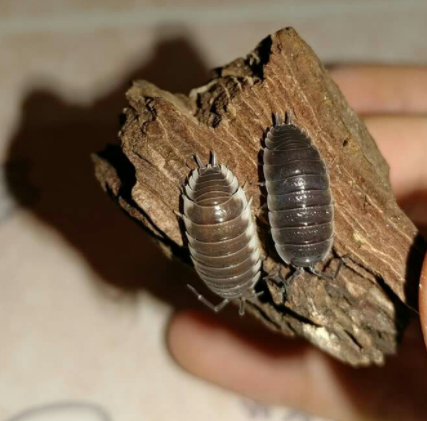 鼠妇的形态特征和生活习性是啥?