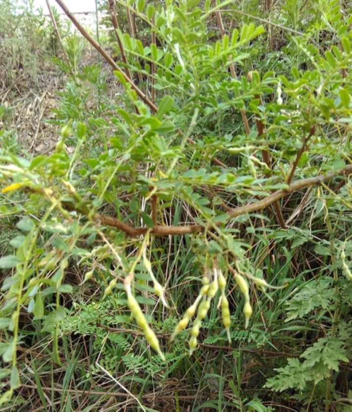狼牙刺是一种什么样的植物?