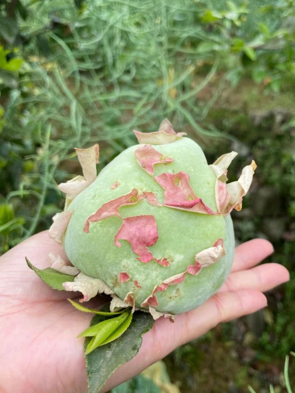 清明前后的野果,你们都叫它什么? 可能小时候都吃过这样一种野果.