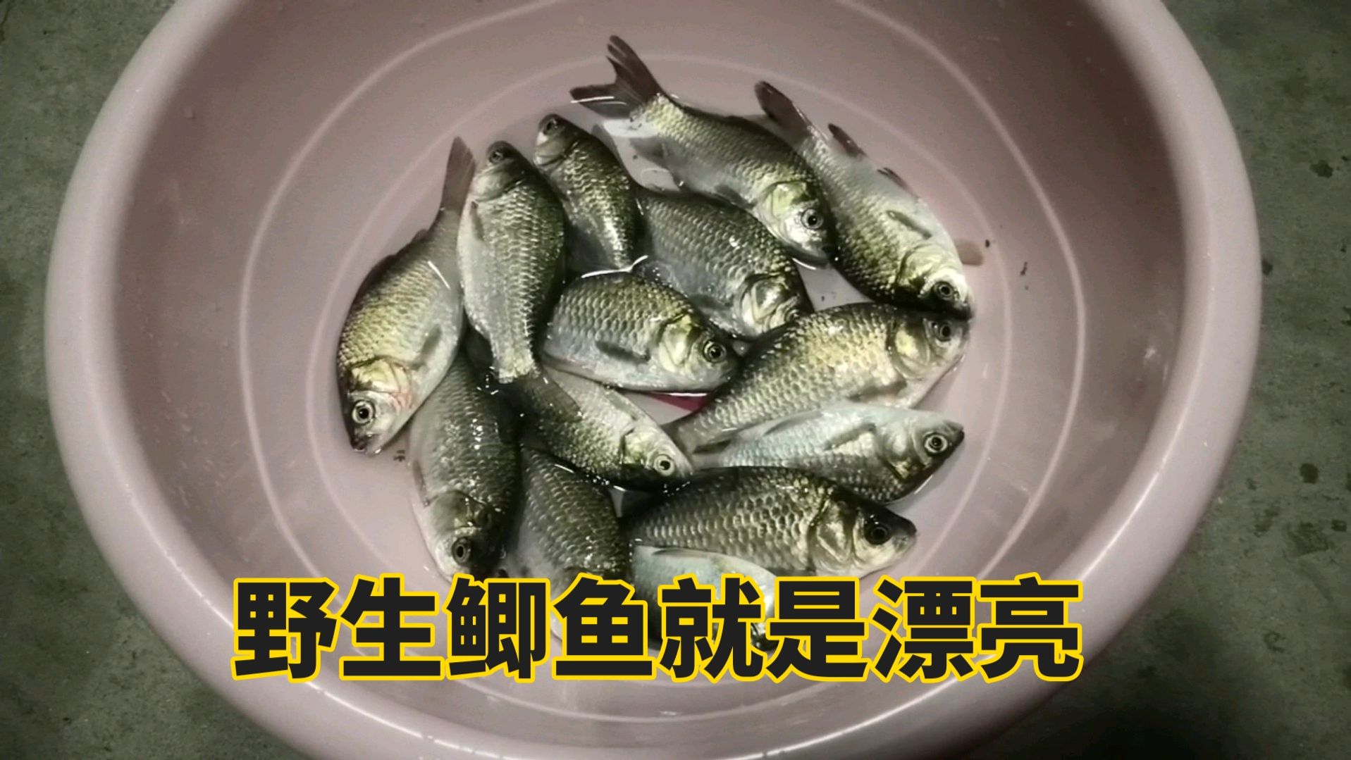 昨晚在水库钓的野生鲫鱼,颜色黑里带金,太漂亮了