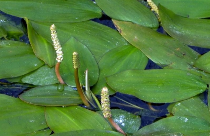 20种沉水植物图片