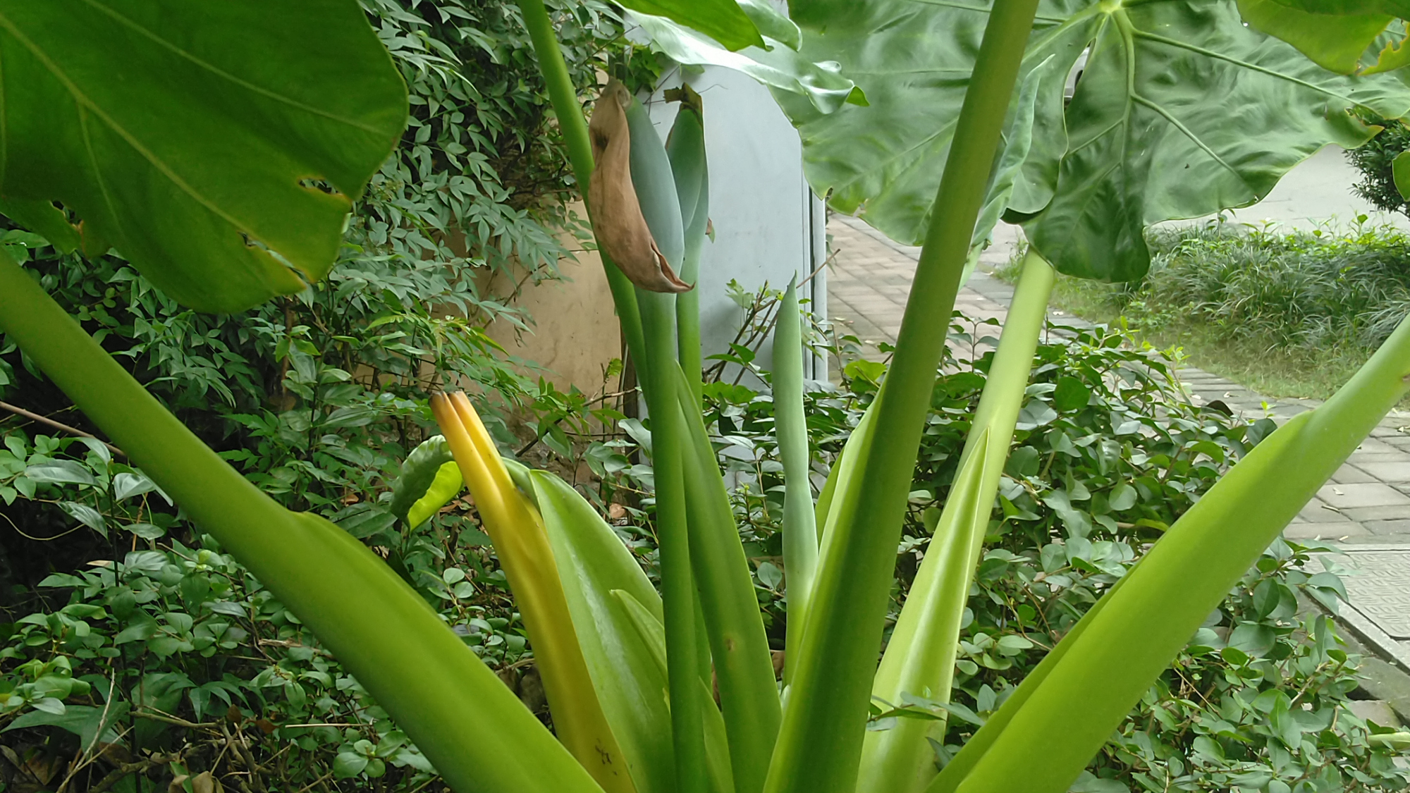 常绿的草本植物海芋,翠绿的叶色自然清新,红色的浆果鲜艳可爱