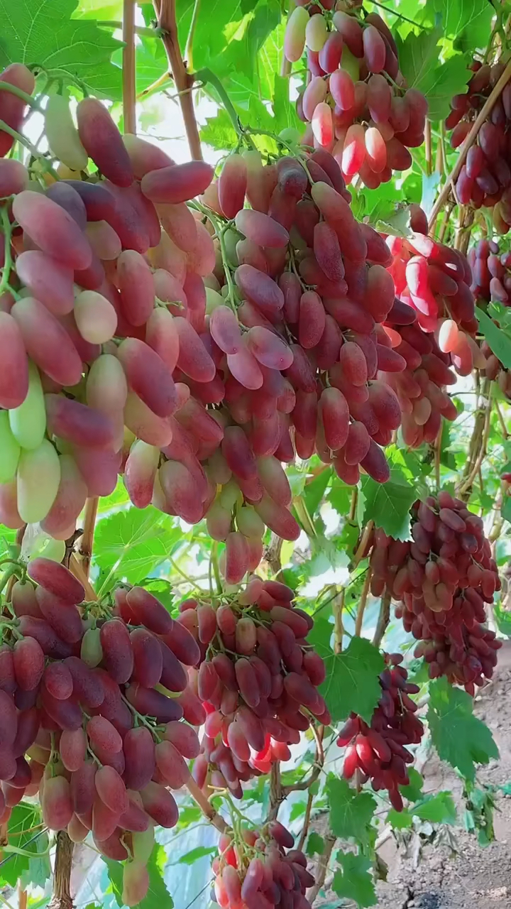 哪里有新沙尔葡萄苗新沙尔葡萄苗多少钱一棵新疆葡萄苗价格