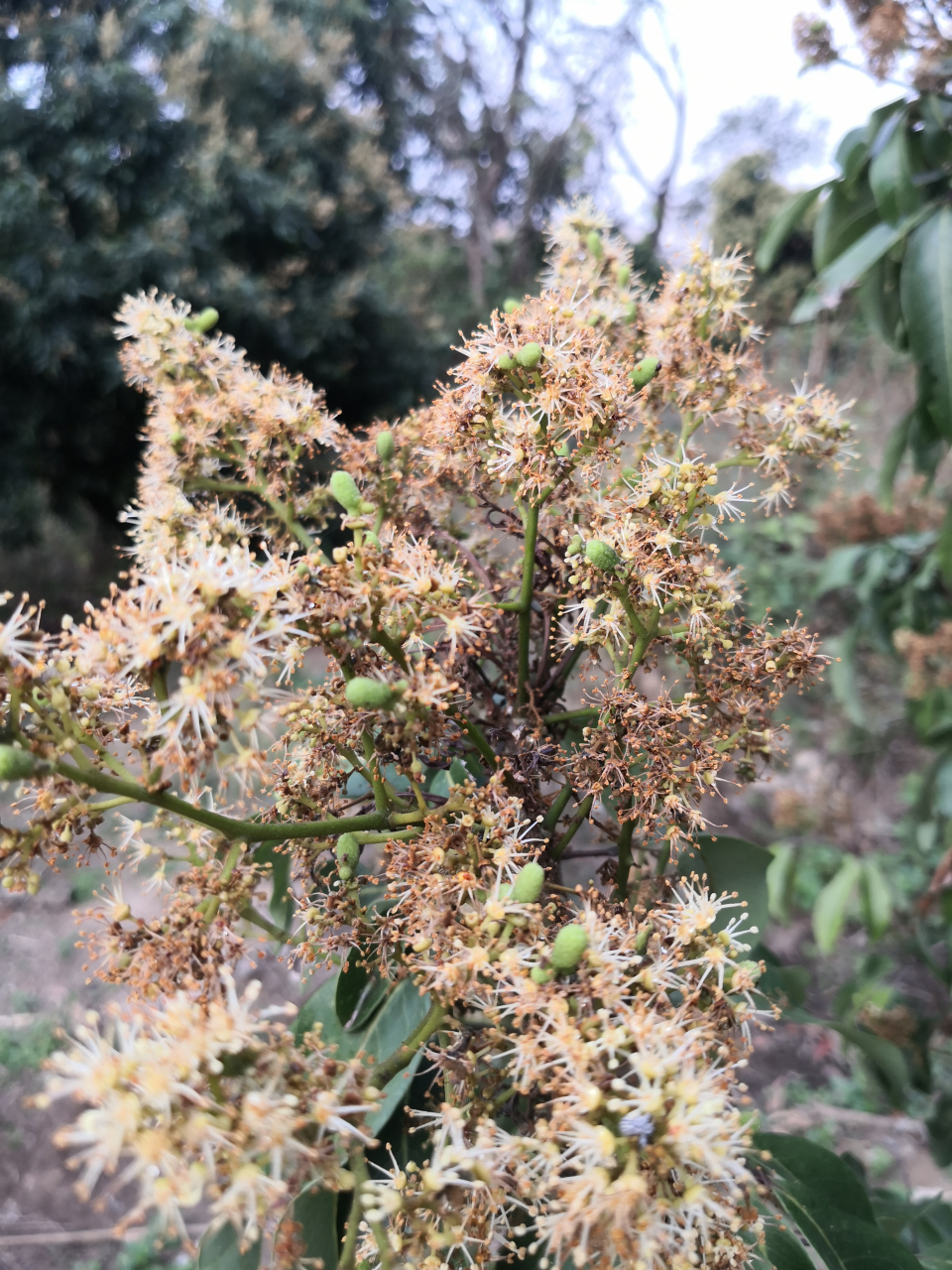 龙眼开花过程图图片