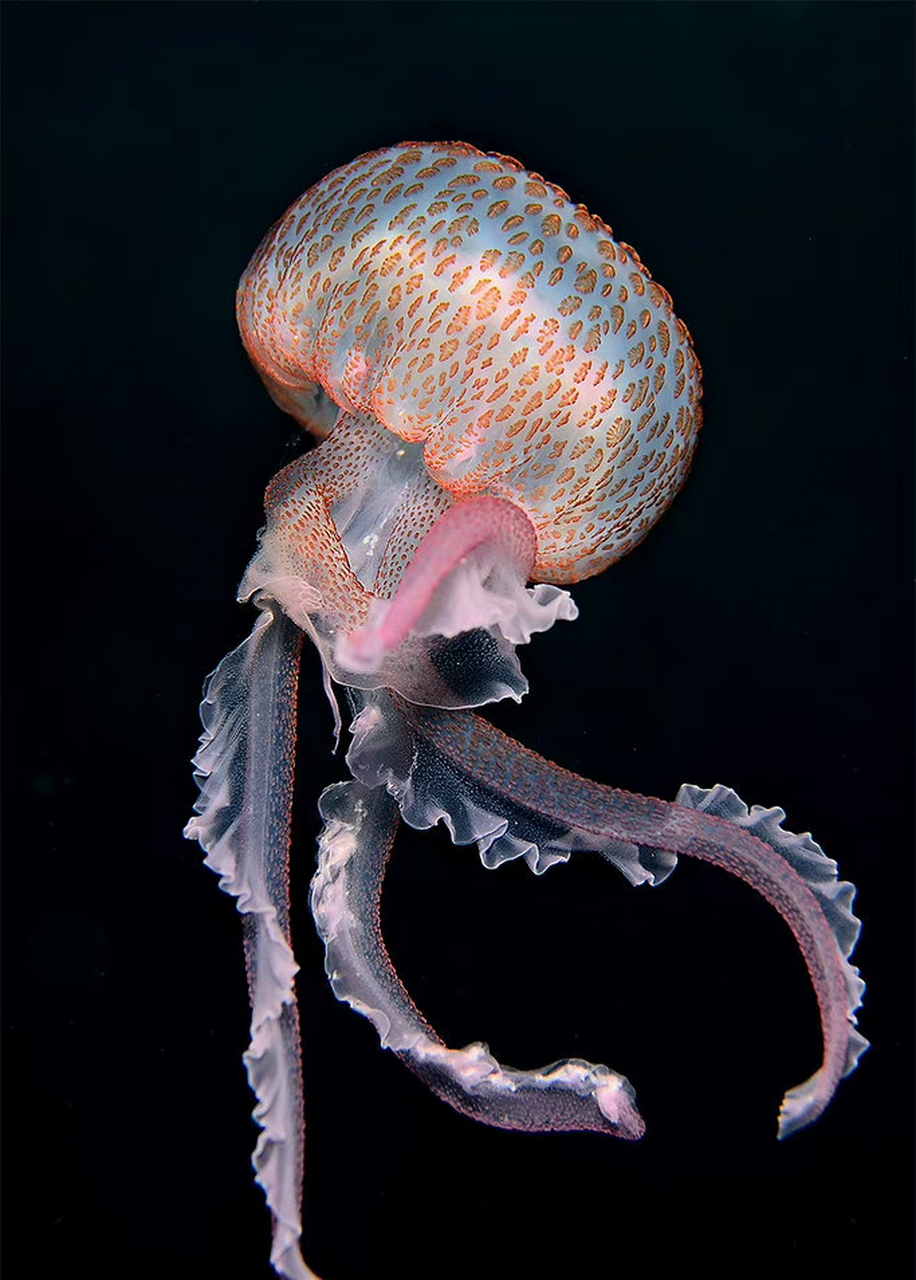 pelagia noctiluca 夜光游水母 67