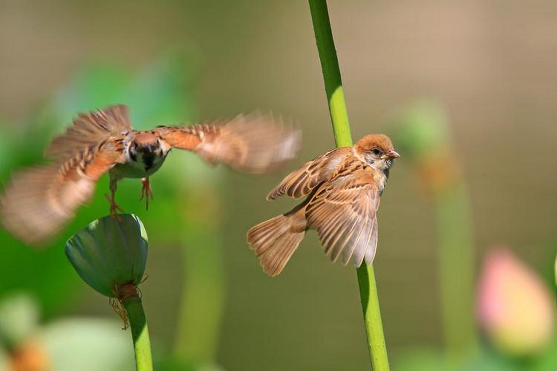 鹞子追赶麻雀,麻雀乱飞乱窜,一下飞进了和尚的衣袖里.