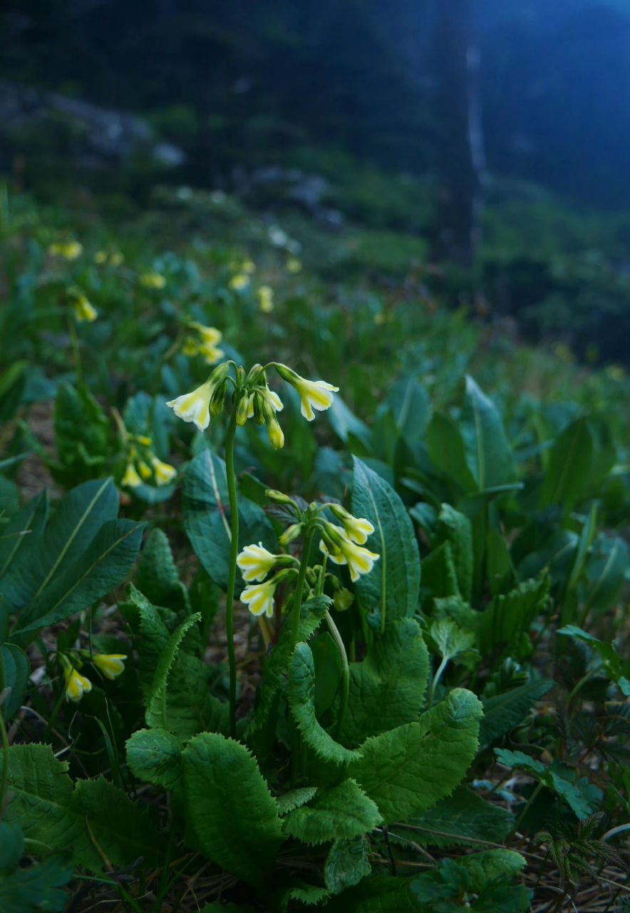 苣叶报春(primula sonchifolia)5