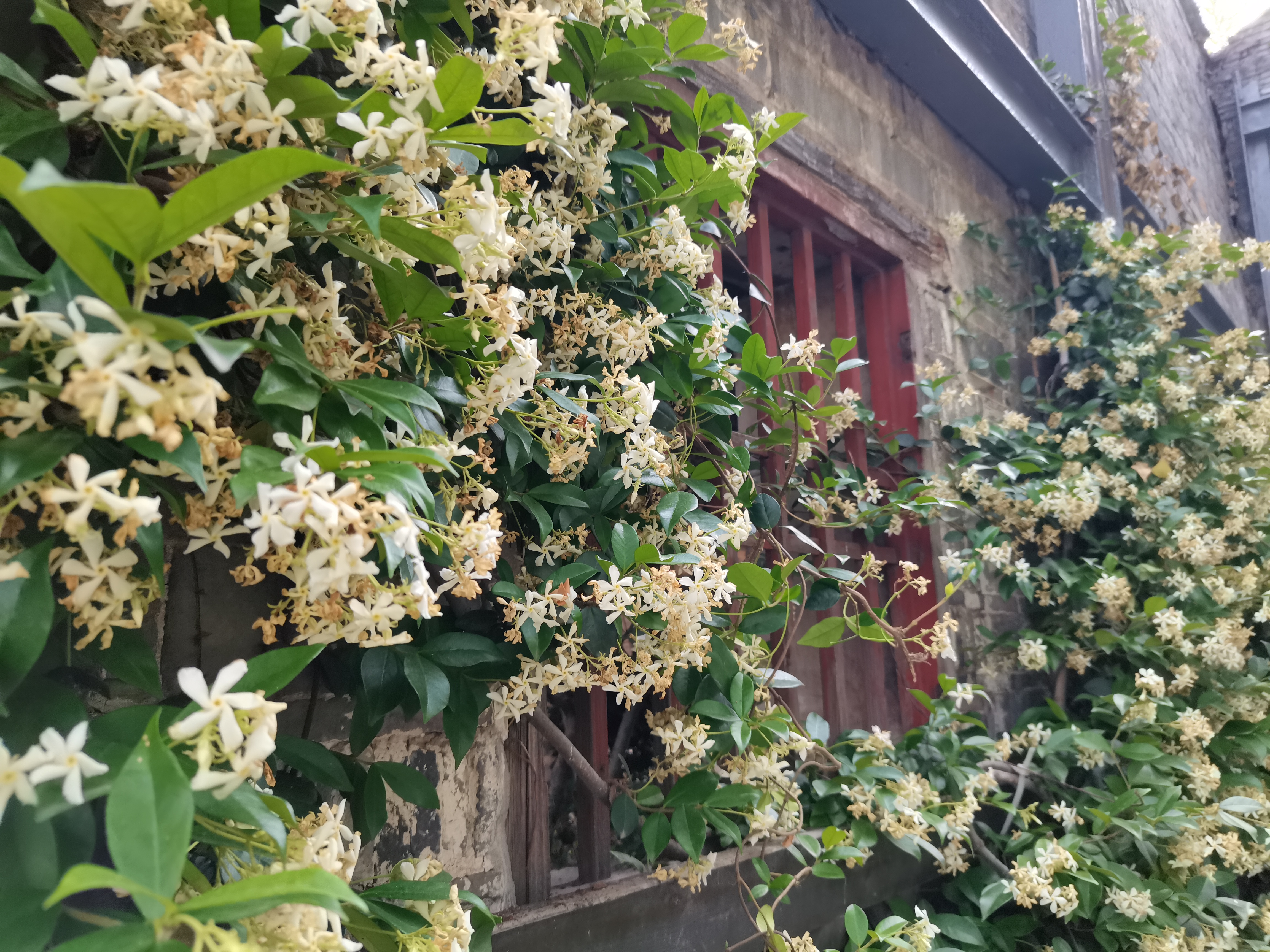 络石,也叫风车茉莉,万字茉莉,是夹竹桃科络石属常绿木质藤本植物.