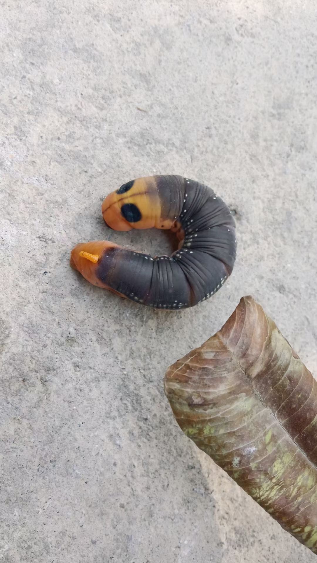 这个东西蛋白含量非常高,虽然长相不出众,但是感情深,可以一口吞