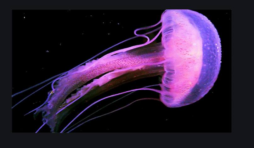 海洋中会发光的生物有哪些