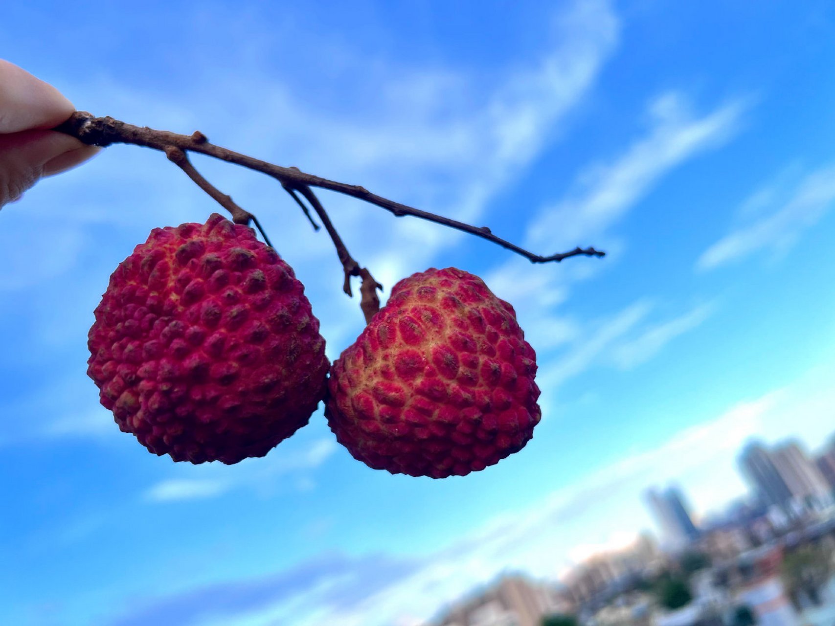 华农上新鸡蛋大的荔枝"仙桃荔",你尝了吗?