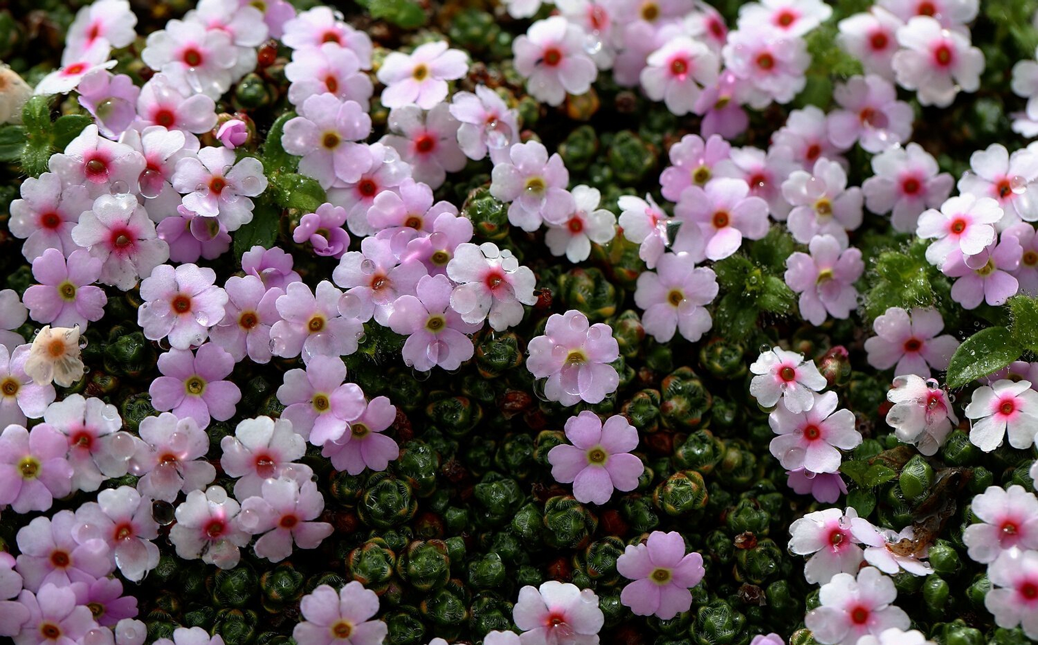垫状点地梅:抱团取暖,一起花开,新鲜灿烂哦,我们无法阻挡时光的流逝,