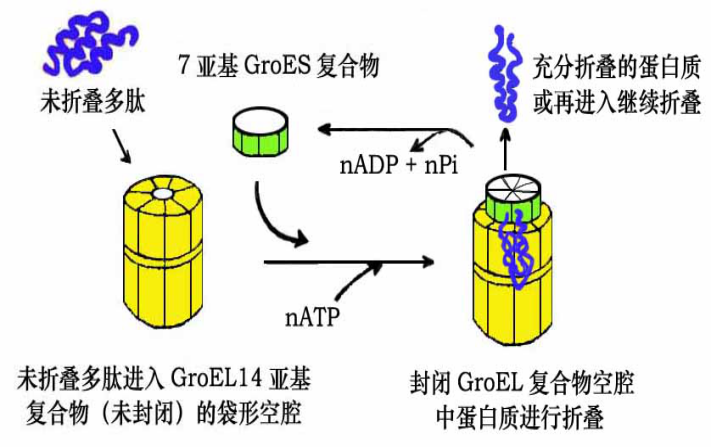 肽链折叠图片