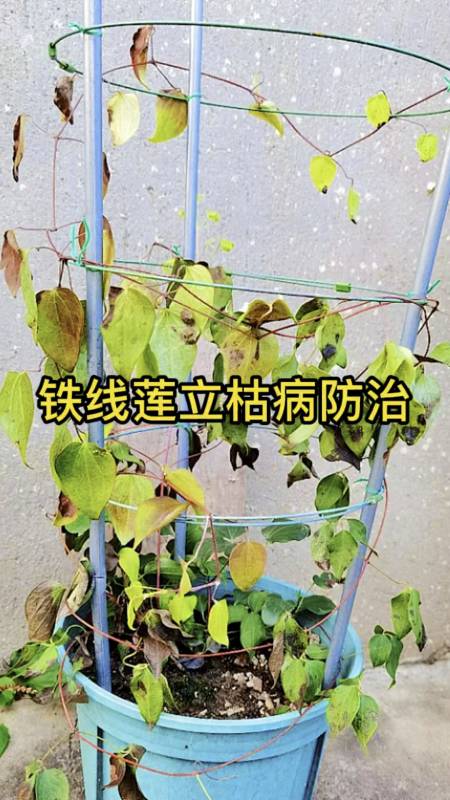 养铁线莲怎样才能避免立枯病?-度小视