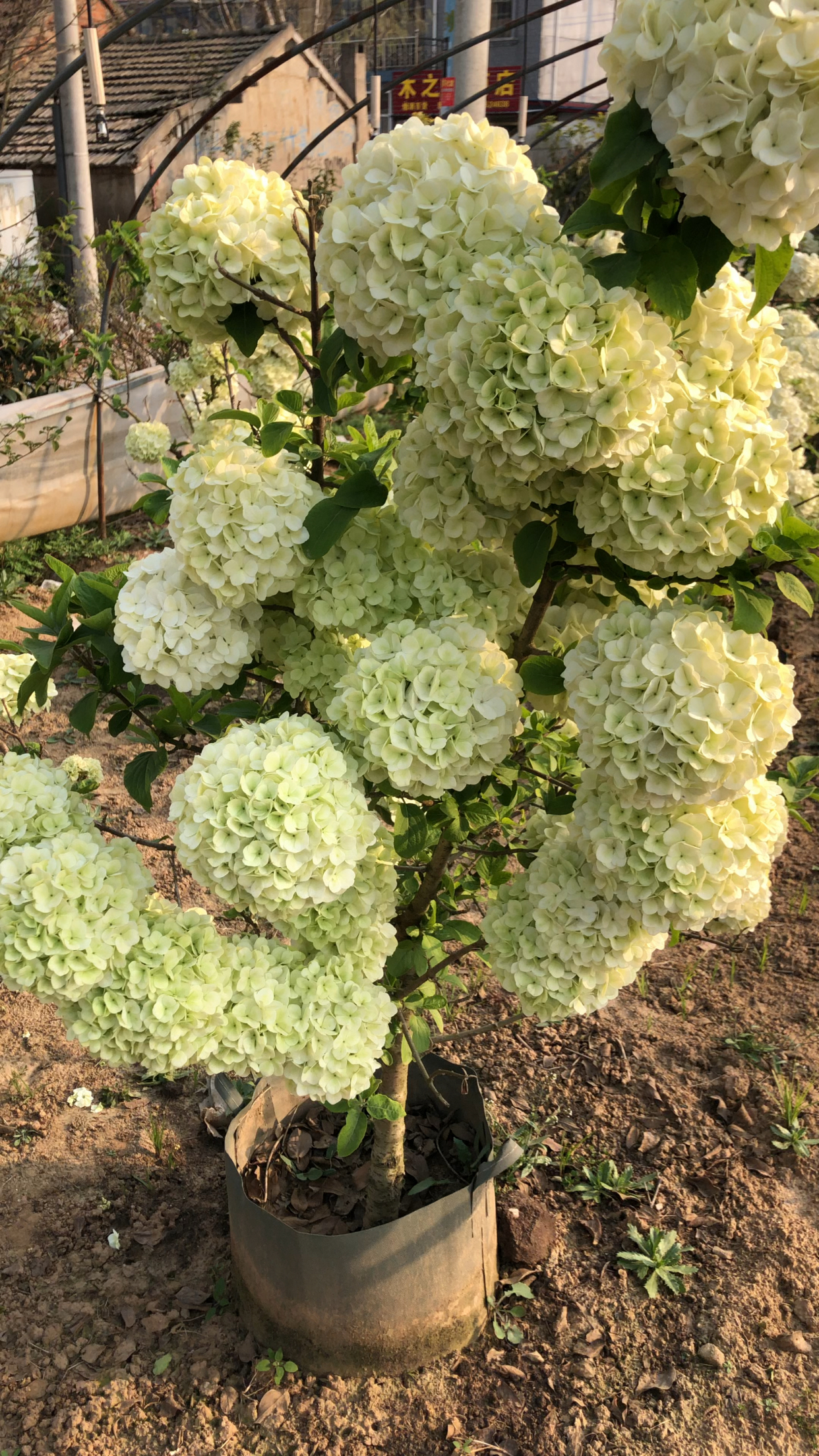 现货4-5公分粗矮霸【中华木绣球大花斗球】花如其