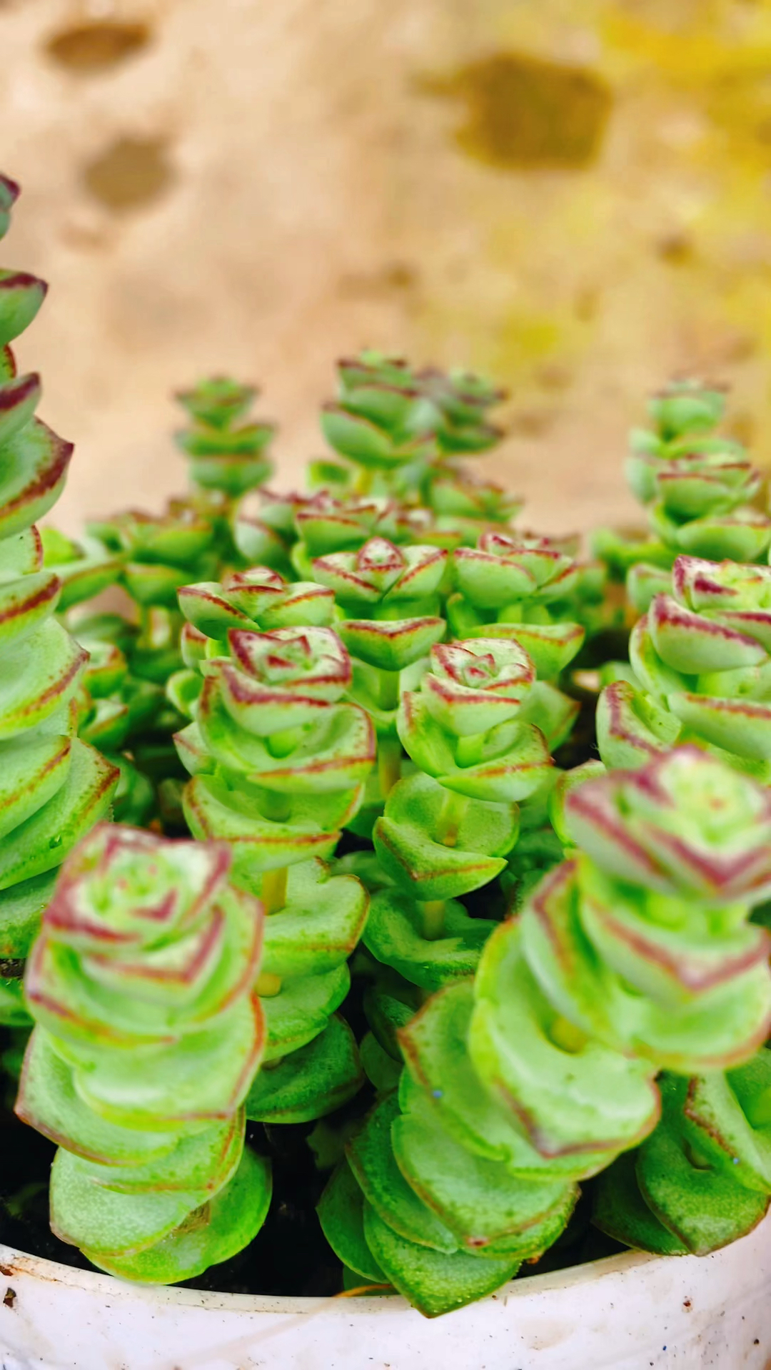 春天养护多肉钱串做好这些叶片肥厚生长旺盛