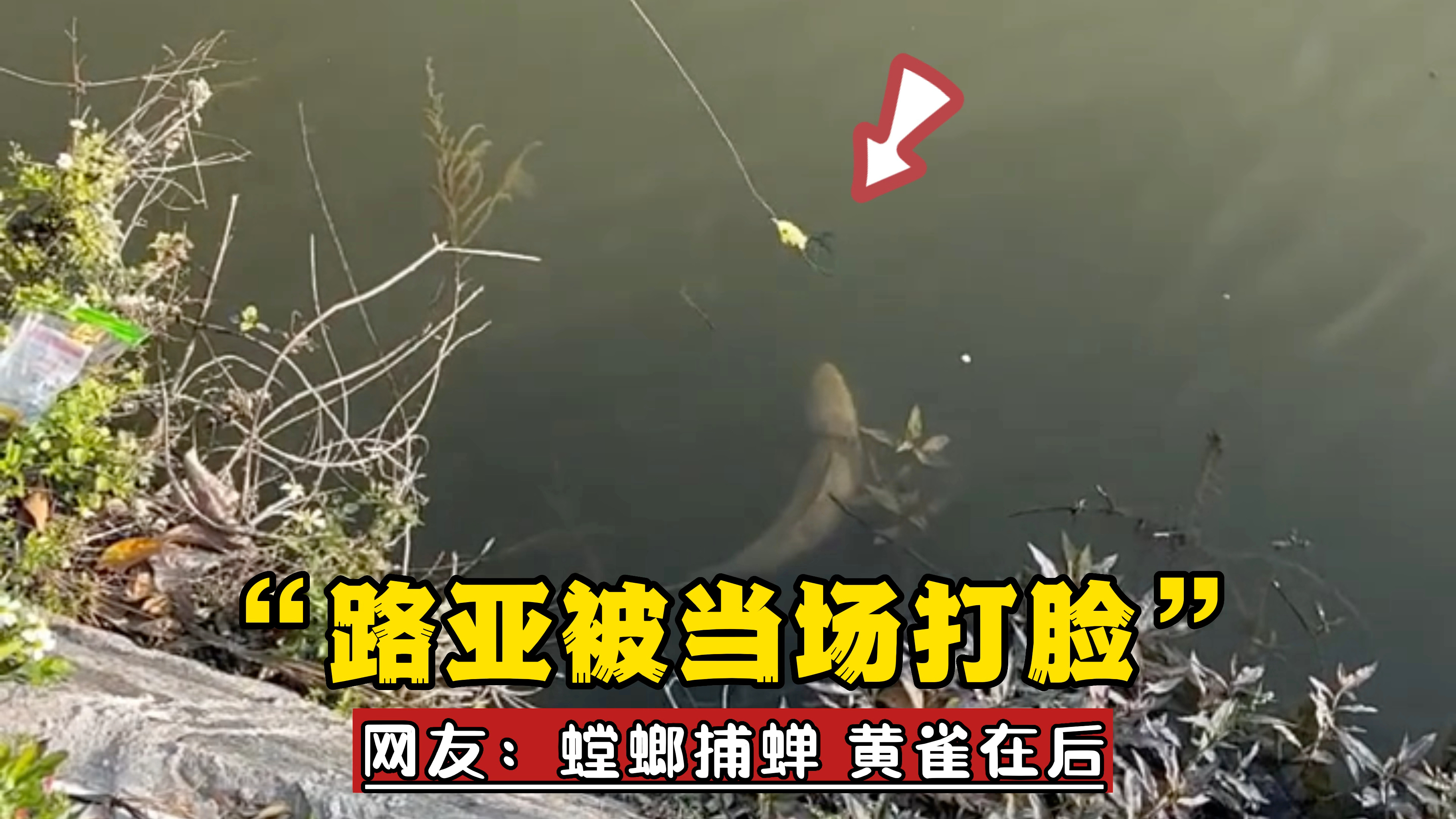 路亚黑鱼被网工捷足先登,网友:到底哪个环节出了问题?