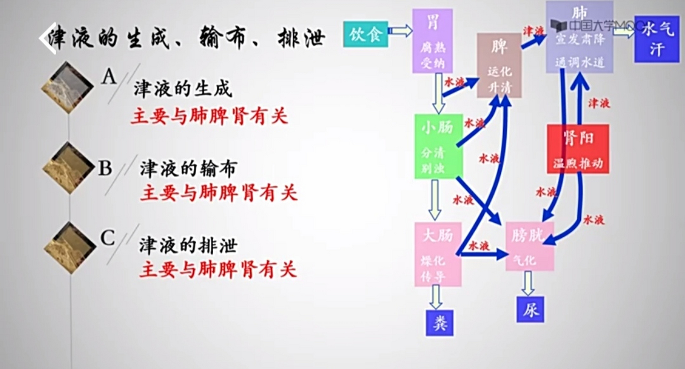 人体水液代谢示意图图片