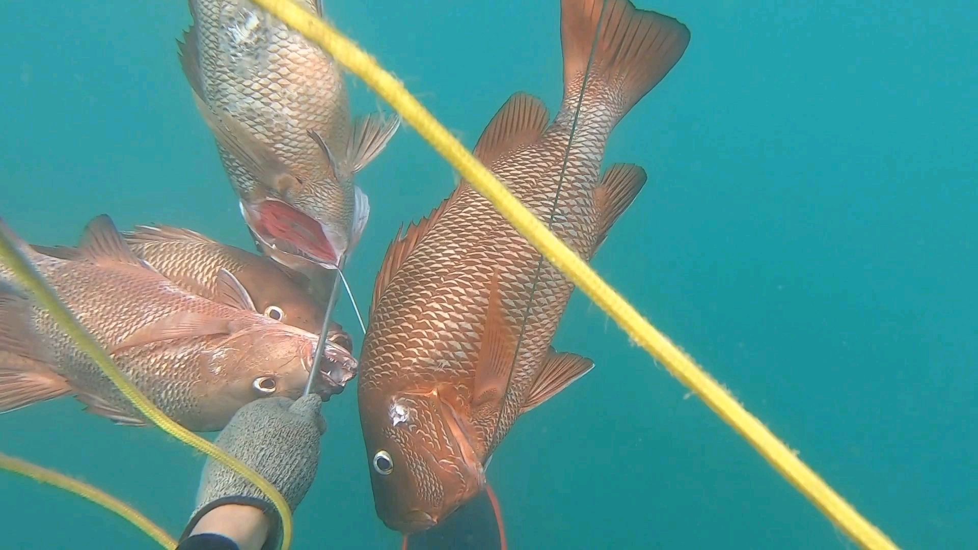 阿锋潜水掉进鱼窝,海底都是游动的人民币,这运气太惊人了!