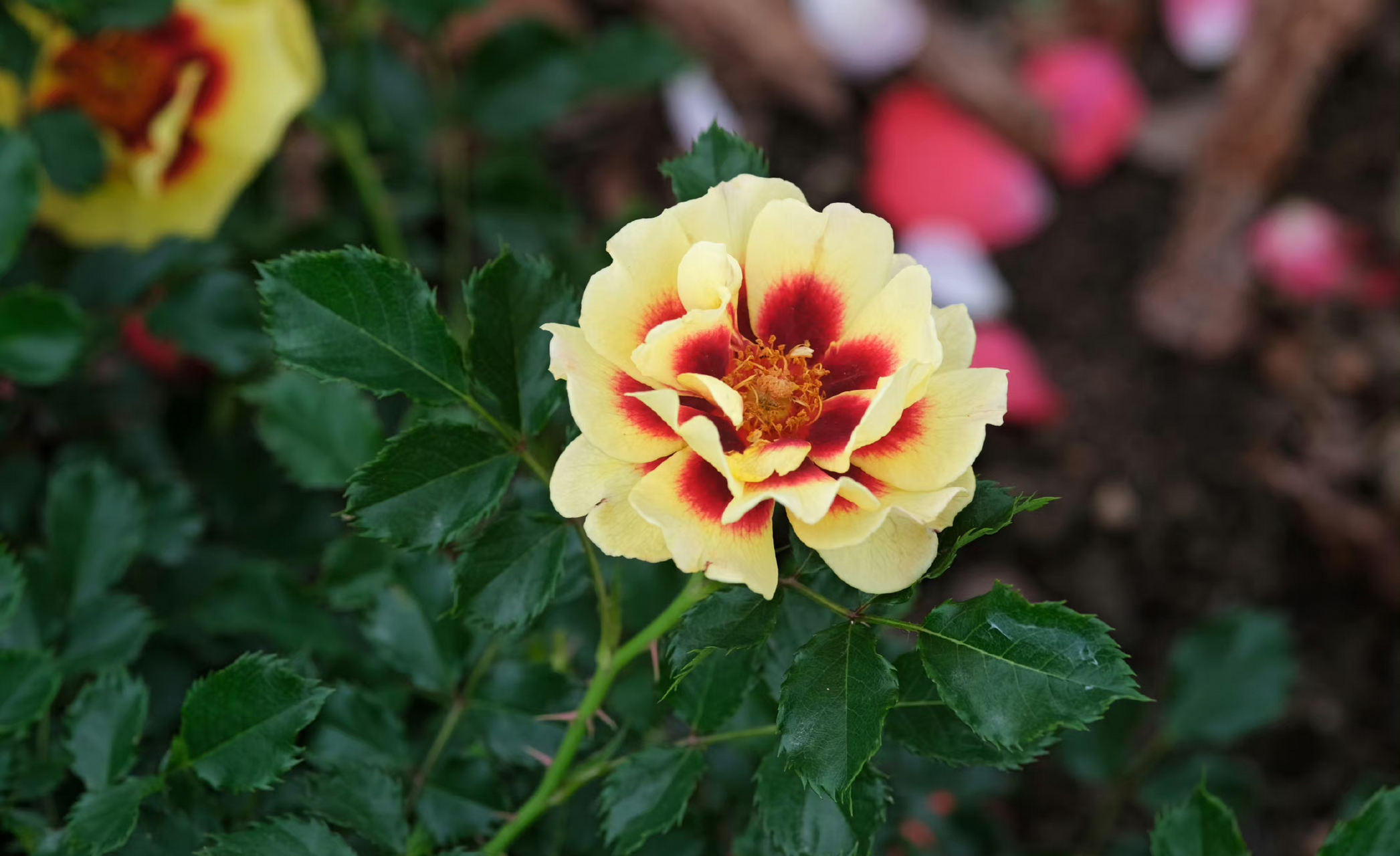 rosa'babylon eyes 系列-巴比伦眼睛月季.