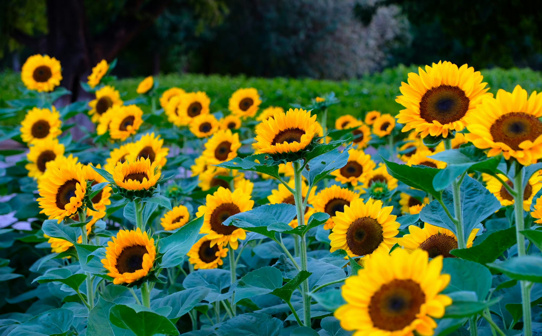 无惧骄阳,向阳而生,奥森向日葵,遇见美好盛夏光影.