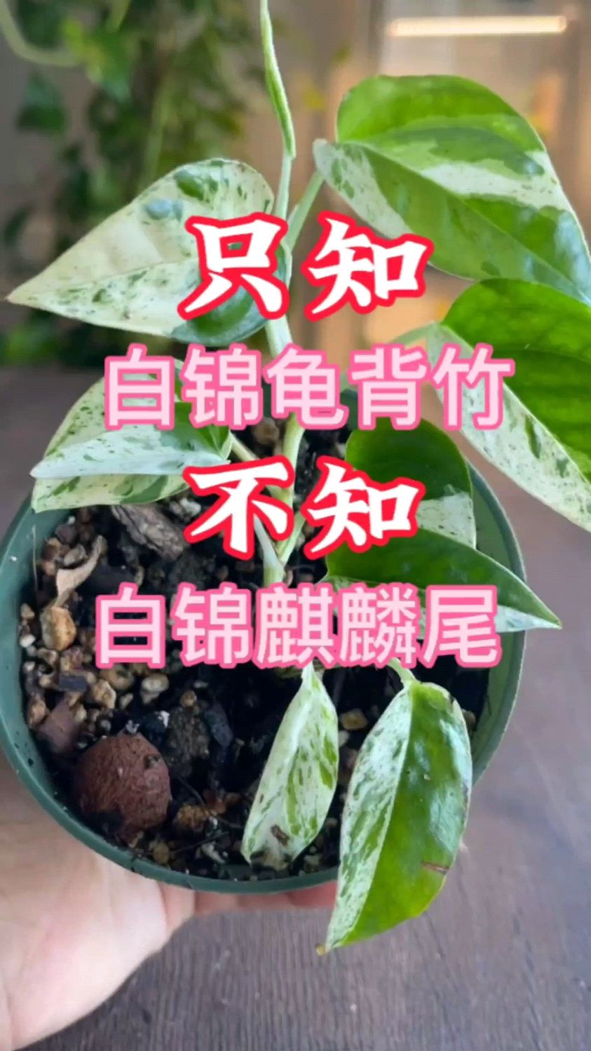 只知白锦龟背竹,不知白锦麒麟尾,你又怎么能知道大理石麒麟尾 #种植小