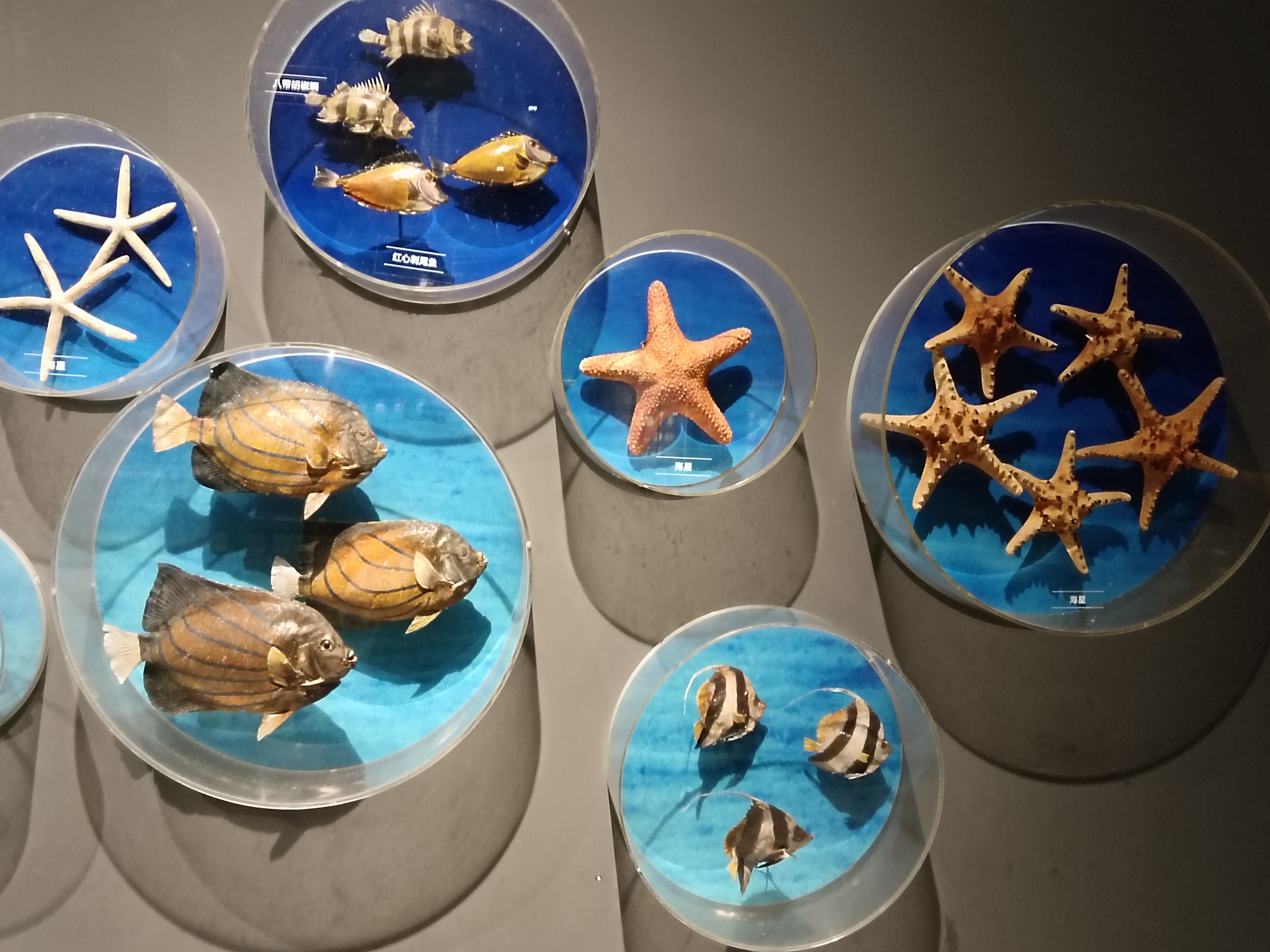 海南省博物馆海捞瓷文物展