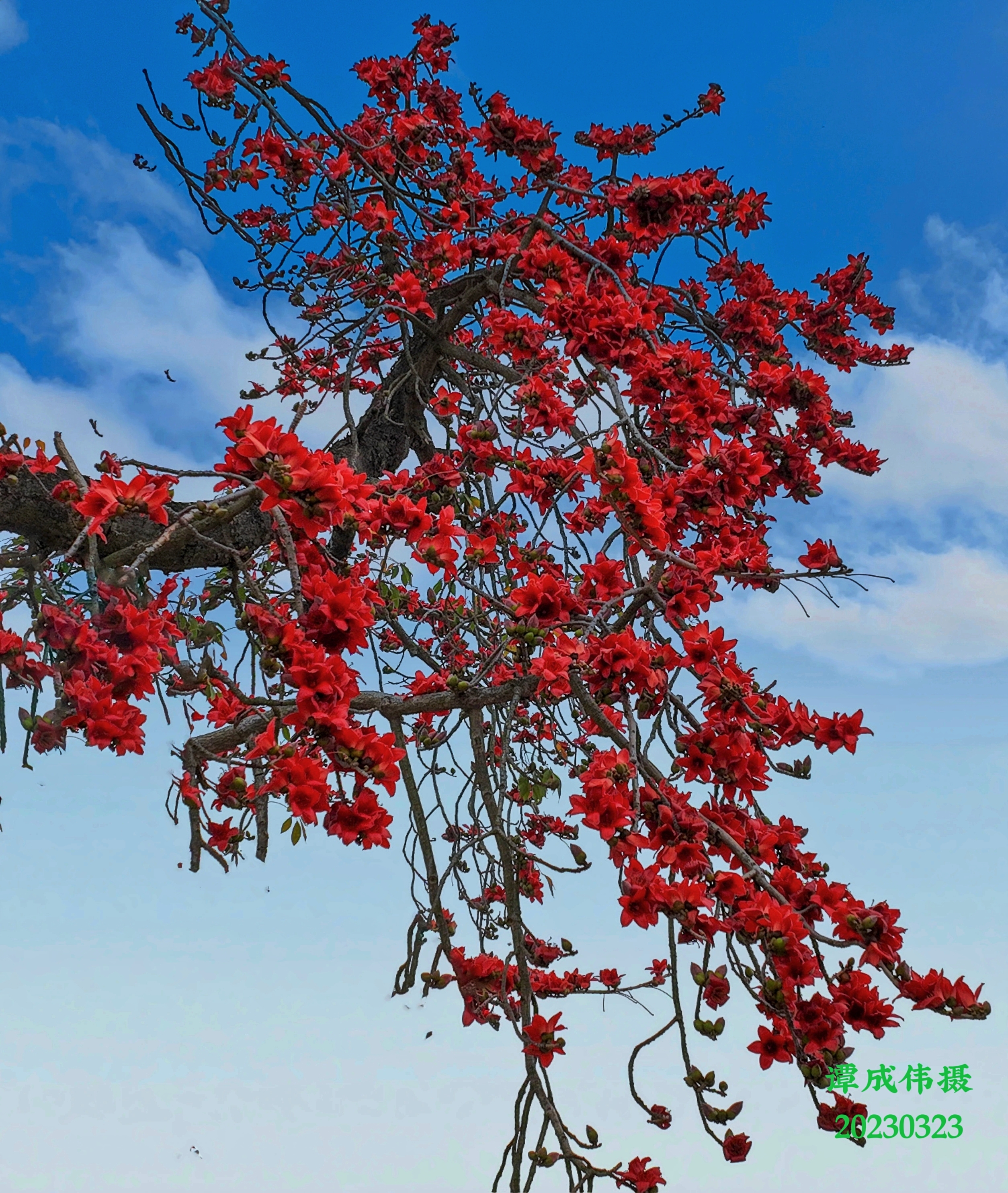 红色木棉花 花语图片