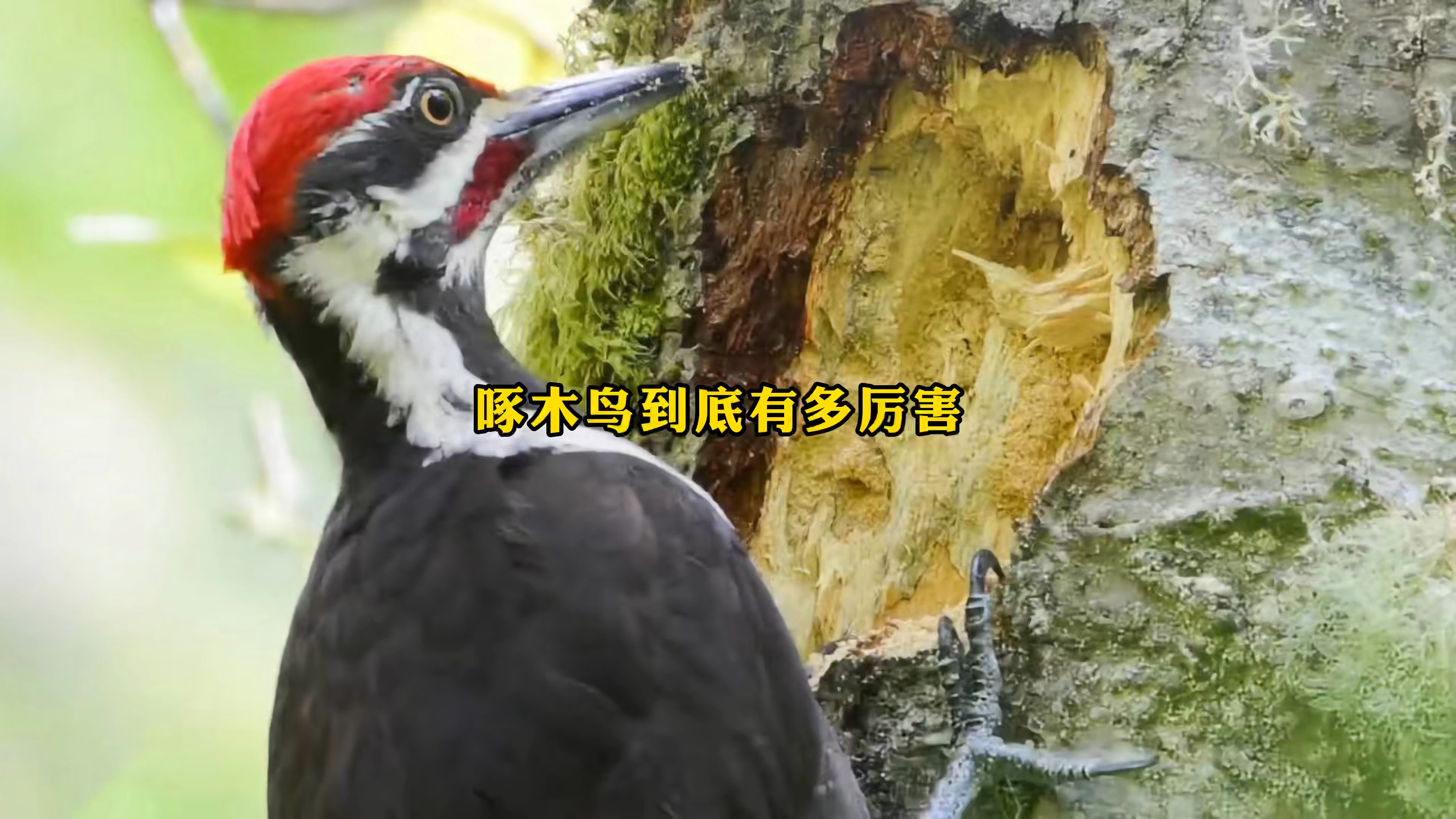 啄木鸟的嘴到底有多厉害