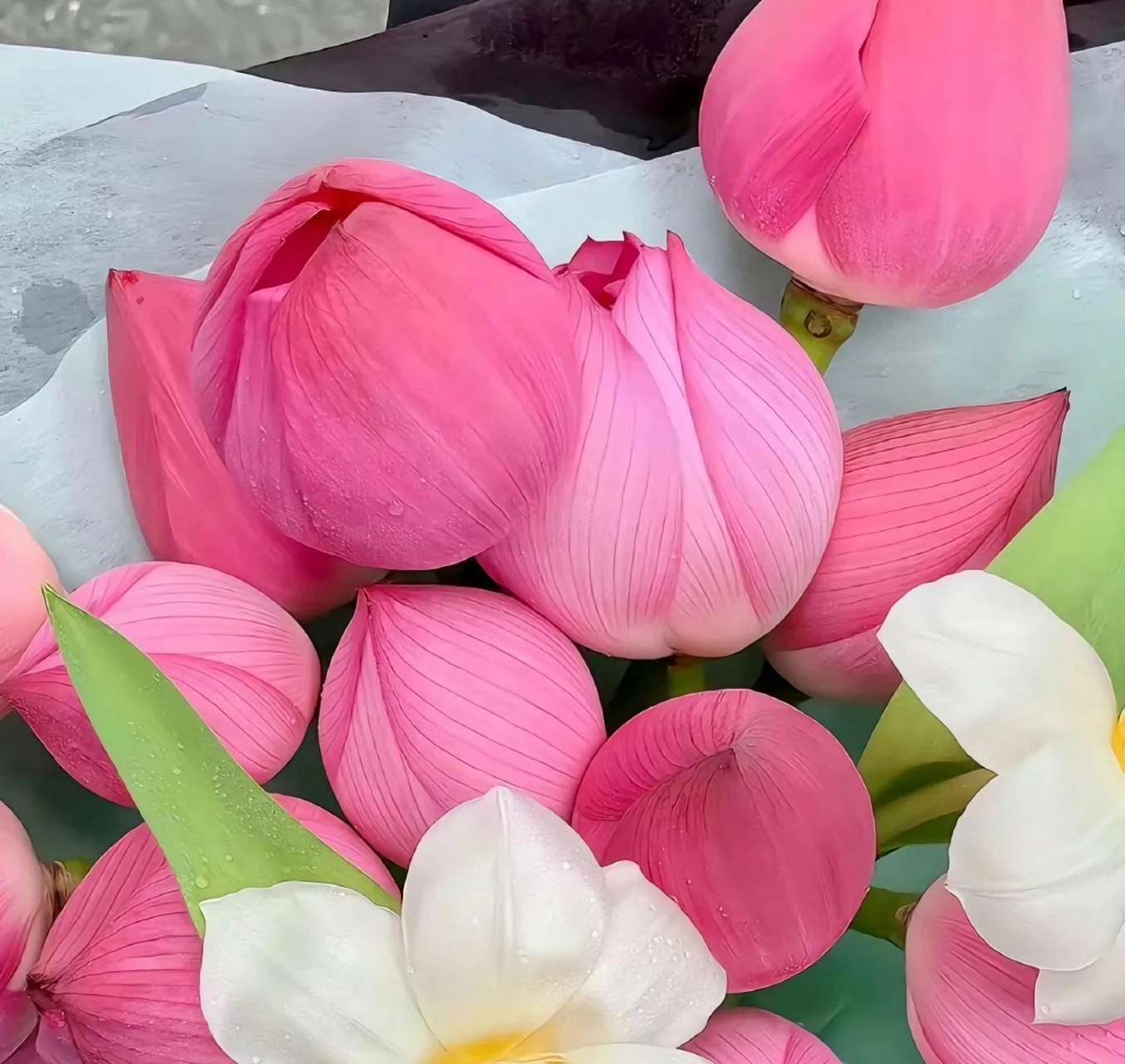 好运连连363436373039荷花背景图 676767,见荷花