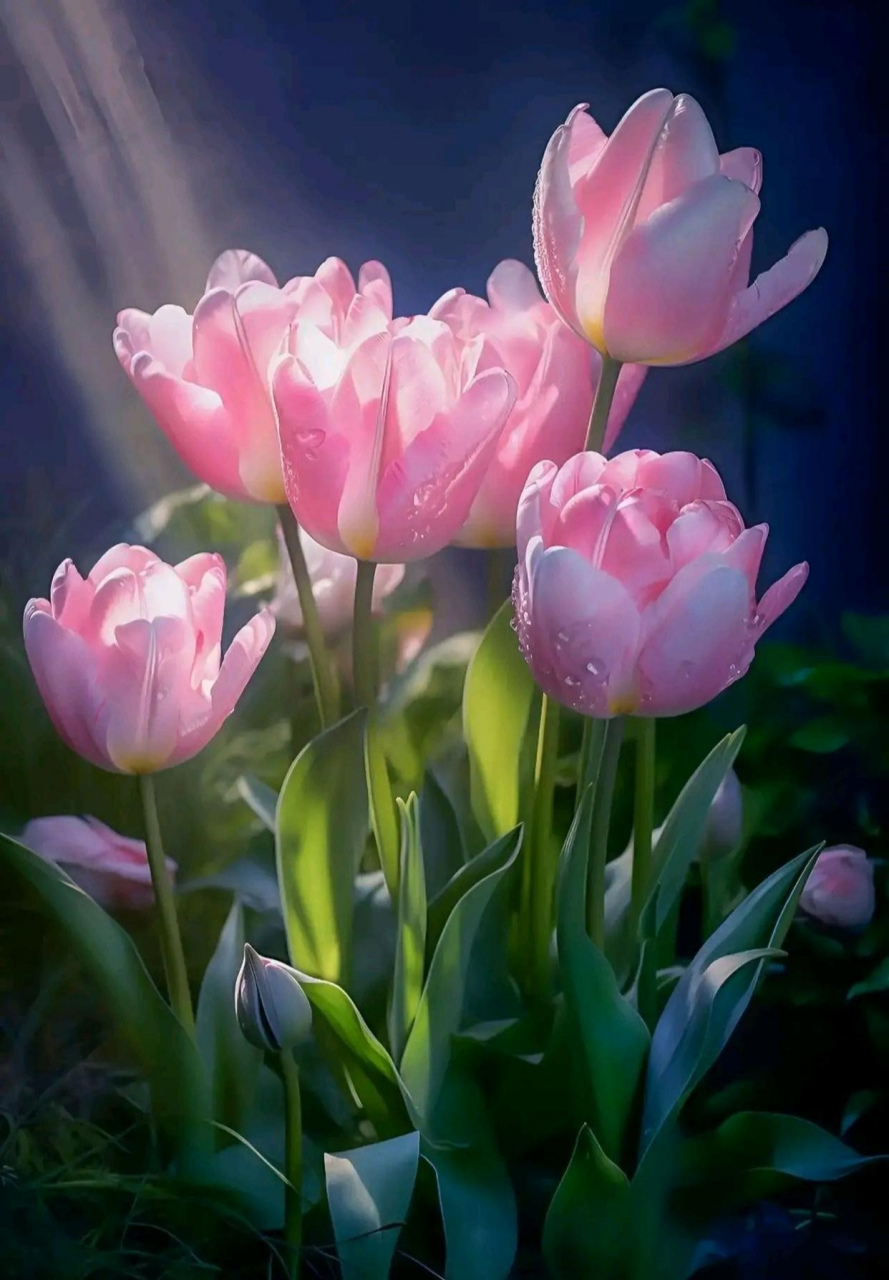 分享图片:百合与郁金香