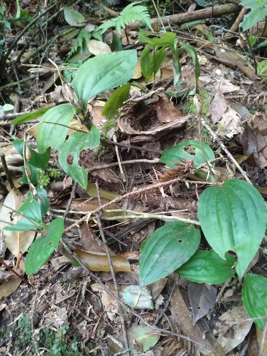 深山老林里野生见血清