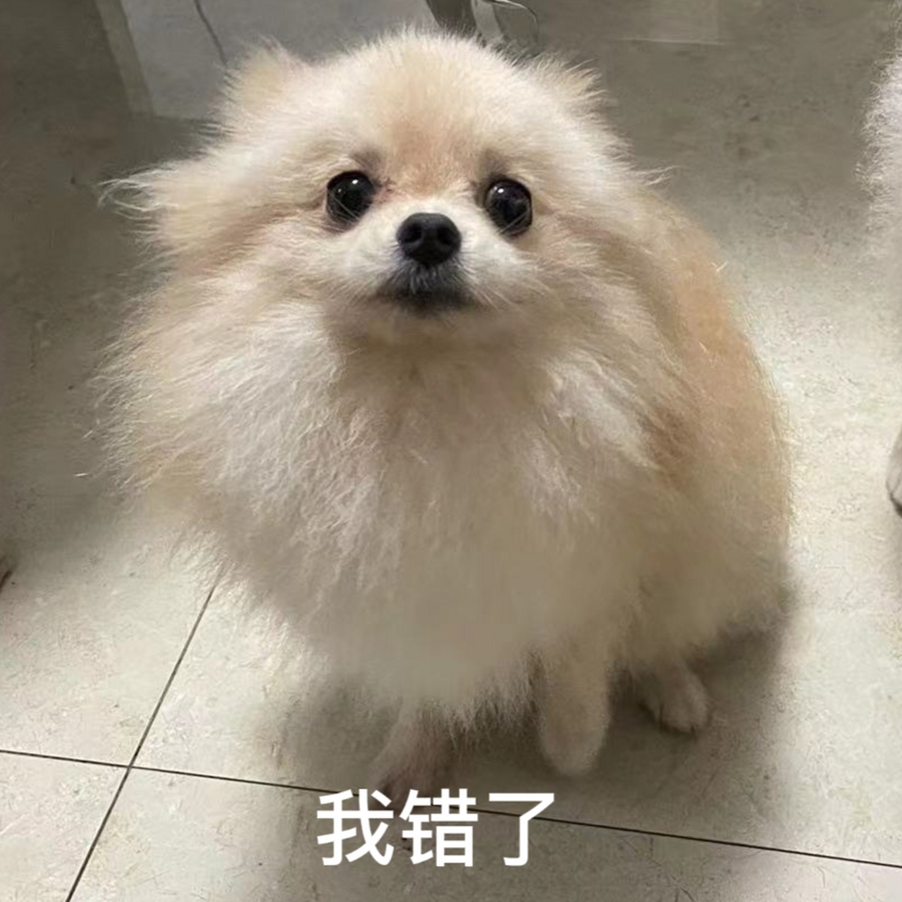 分享一张做错事的小狗表情[awsl][awsl][awsl]