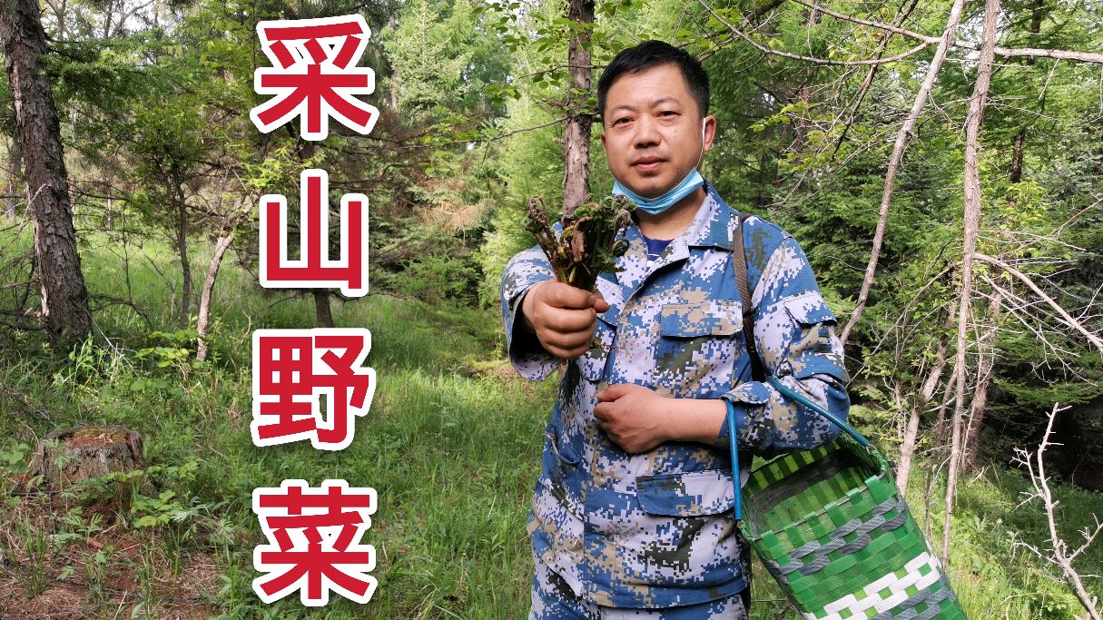退伍兵哥:东北人靠山吃山,春季满山野菜,种类繁多,你认识几种