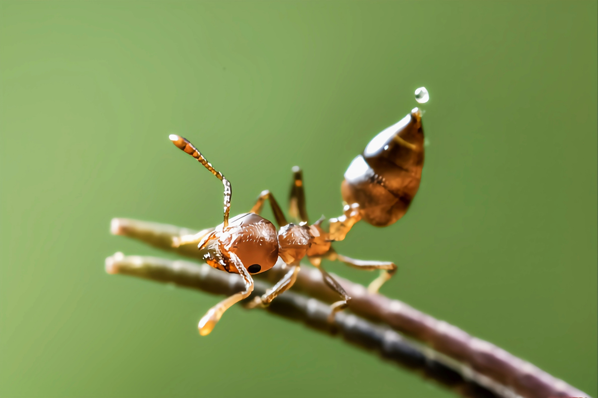 每天认识一种昆虫——黑褐举腹蚁  黑褐举腹蚁是昆虫纲,膜翅目,切叶蚁