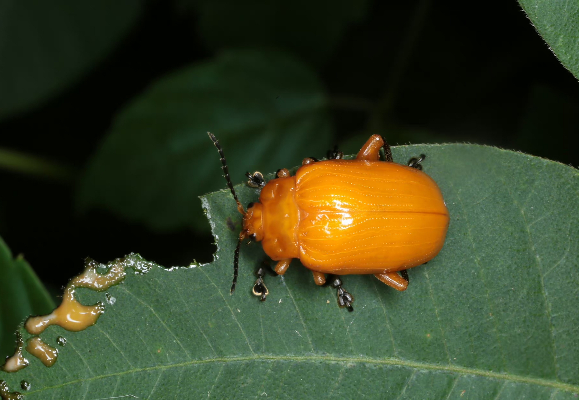 【黄色凹缘跳甲】 podontia lutea (olivier, 1790),鞘翅目叶甲科凹缘