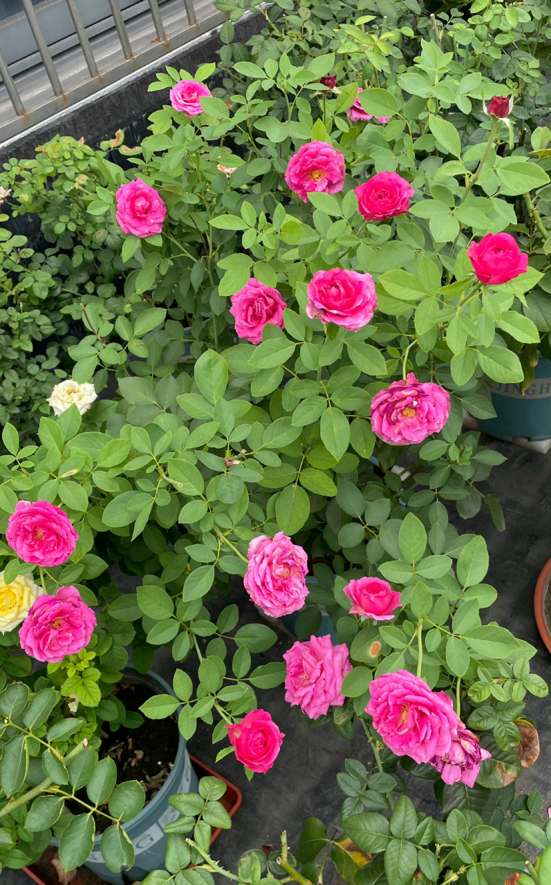 月季,丑花花也是我一拨肥一拔水养出来的,mini小可爱也是我的精神寄托